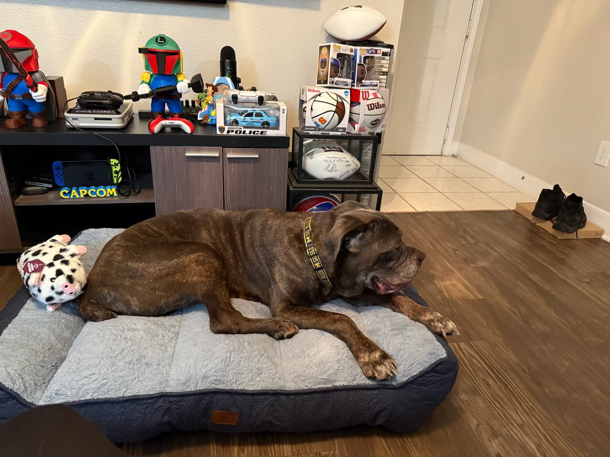 A brown dog with a yellow collar laying on a dog bed next to a plush pig toy in a room with sports memorabilia and collectibles on shelves, including sports balls, action figures, and a Polaris car model.