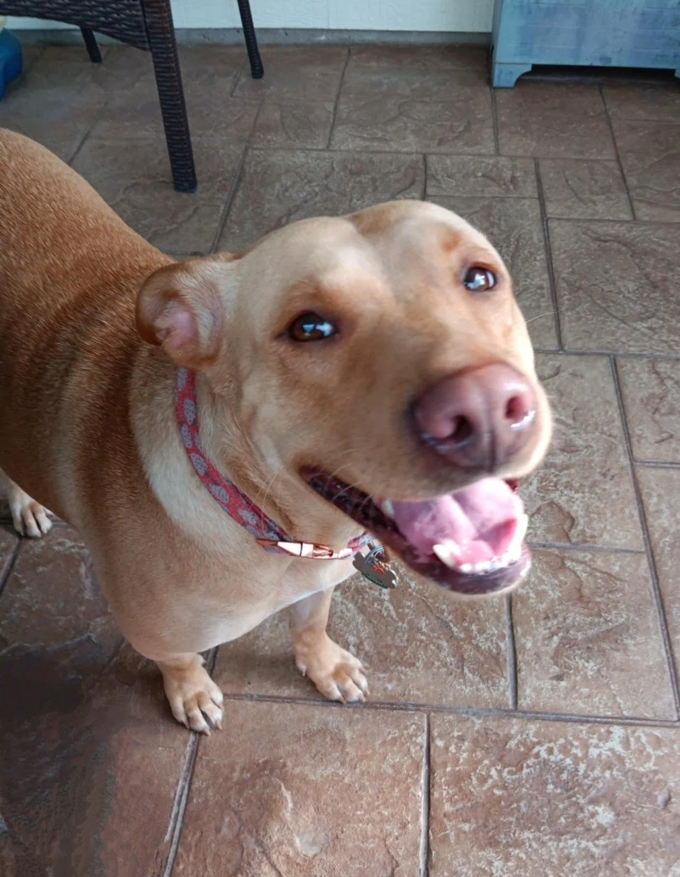 A happy tan dog with a red collar standing on brown tiled floor, looking up at the camera with a joyful expression.