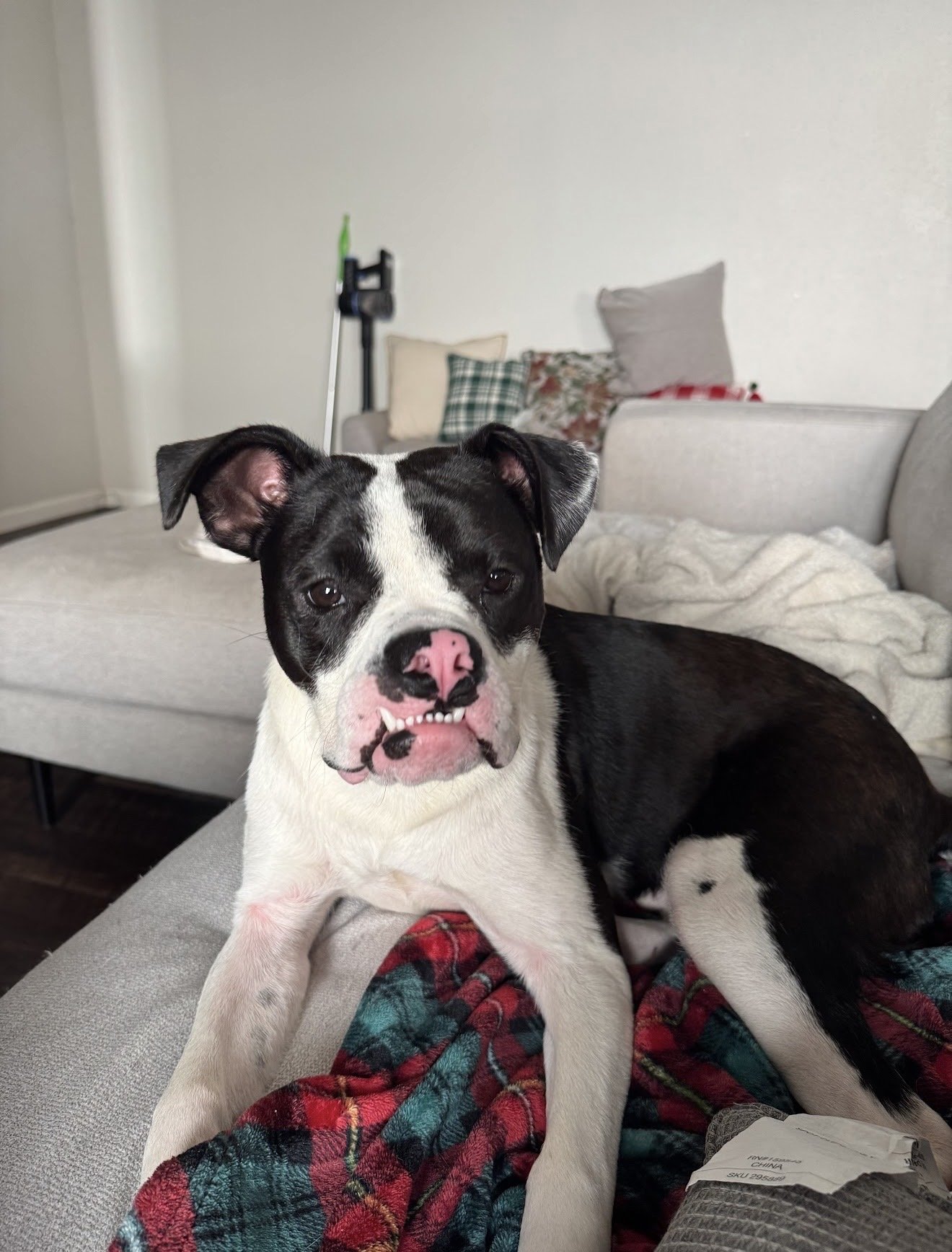 Black and white dog with a pink nose and teeth, lying on a gray sofa and looking at the camera, in a living room with pillows, blanket, and a vacuum cleaner in the background.