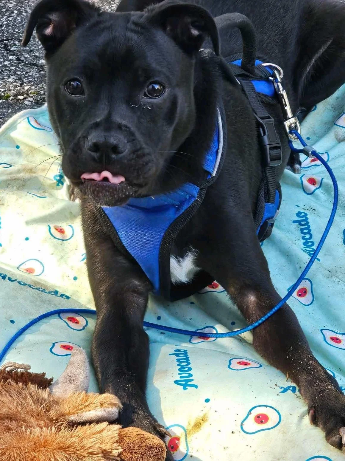 A young black dog with a white patch on its chest sitting on a blanket, wearing a blue harness, with its tongue slightly sticking out. There is a toy in front of it and the blanket has colorful patterns.