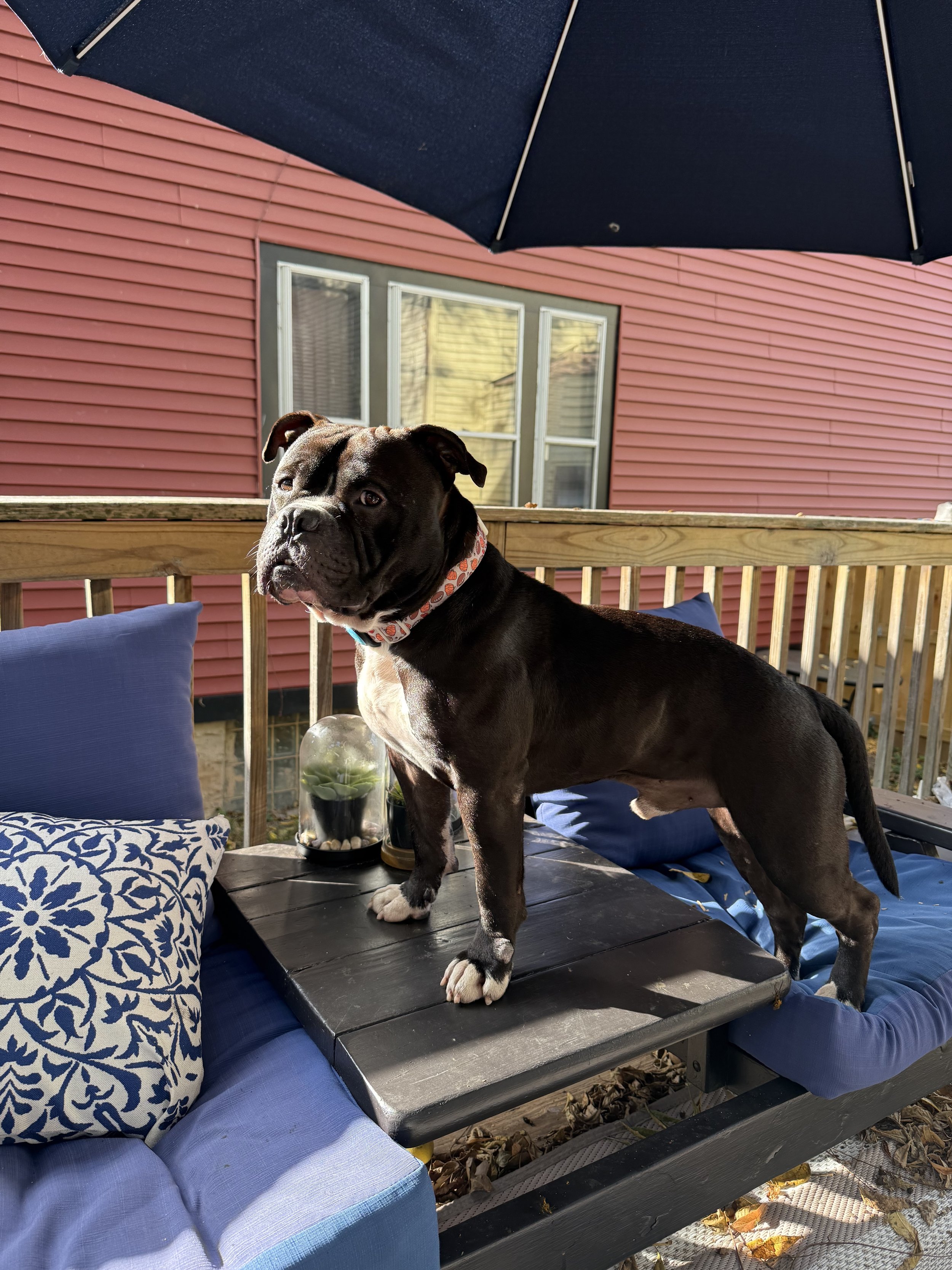A black and white bulldog puppy standing on a black wooden table on a patio, with an umbrella overhead, a blue cushioned sectional sofa with pillows, a house with red siding and a window in the background, and fallen leaves on the ground.