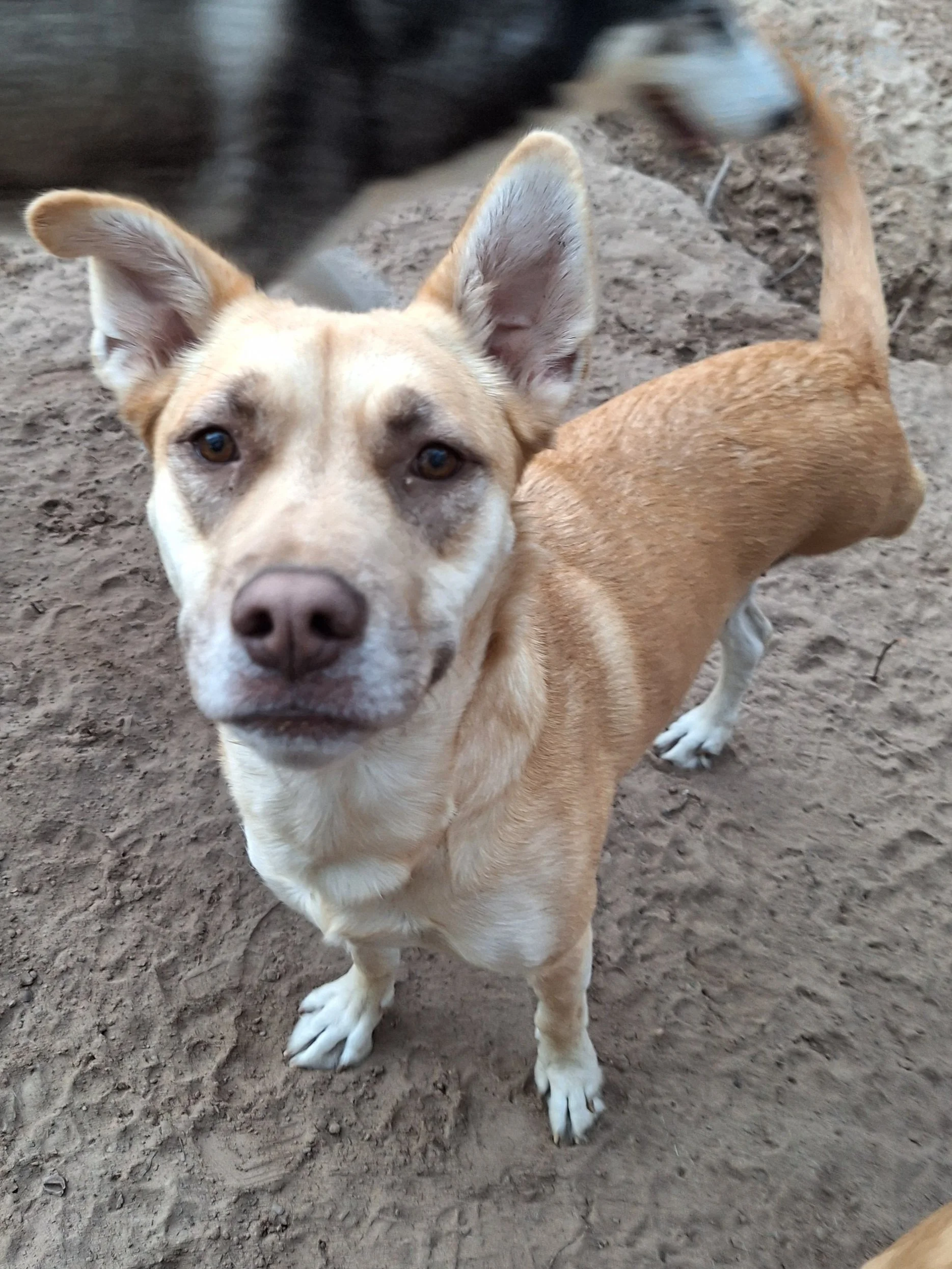 Close-up of a tan and white mixed breed dog standing on dirt ground, looking at the camera with alert ears and expressive eyes.