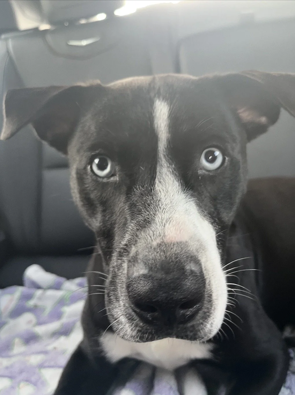 Close-up of a black and white dog with blue eyes, lying on a blanket in a car.