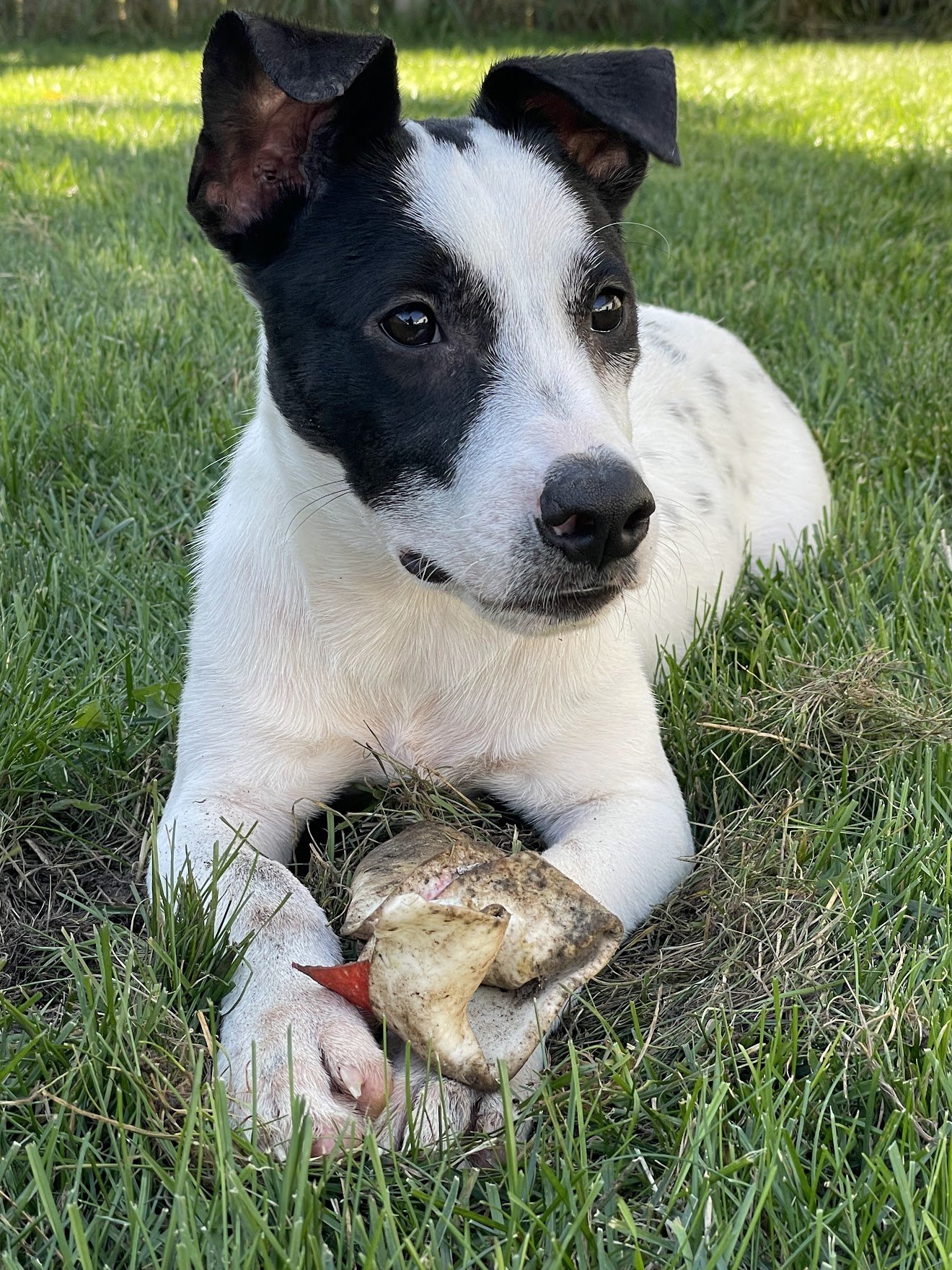 A black and white dog lying on grass with a bone in its paws, outdoors. The dog has a white body with black patches on its face and ears.