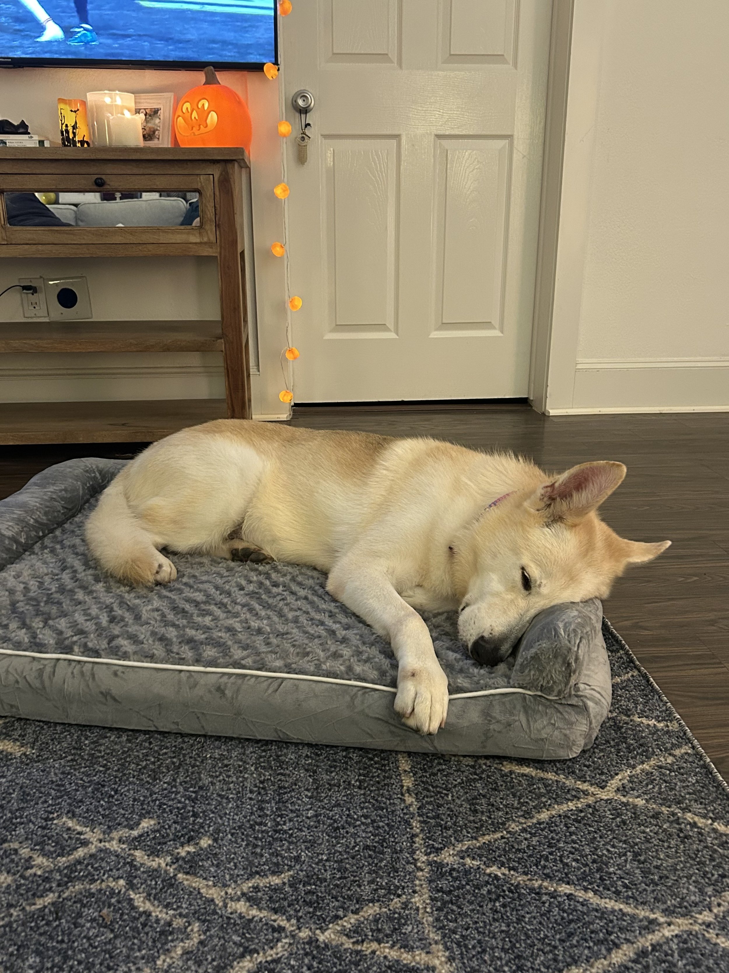 A yellow and white dog lying on a gray dog bed inside a room, with a door, a lit pumpkin decoration, and a string of orange lights in the background.