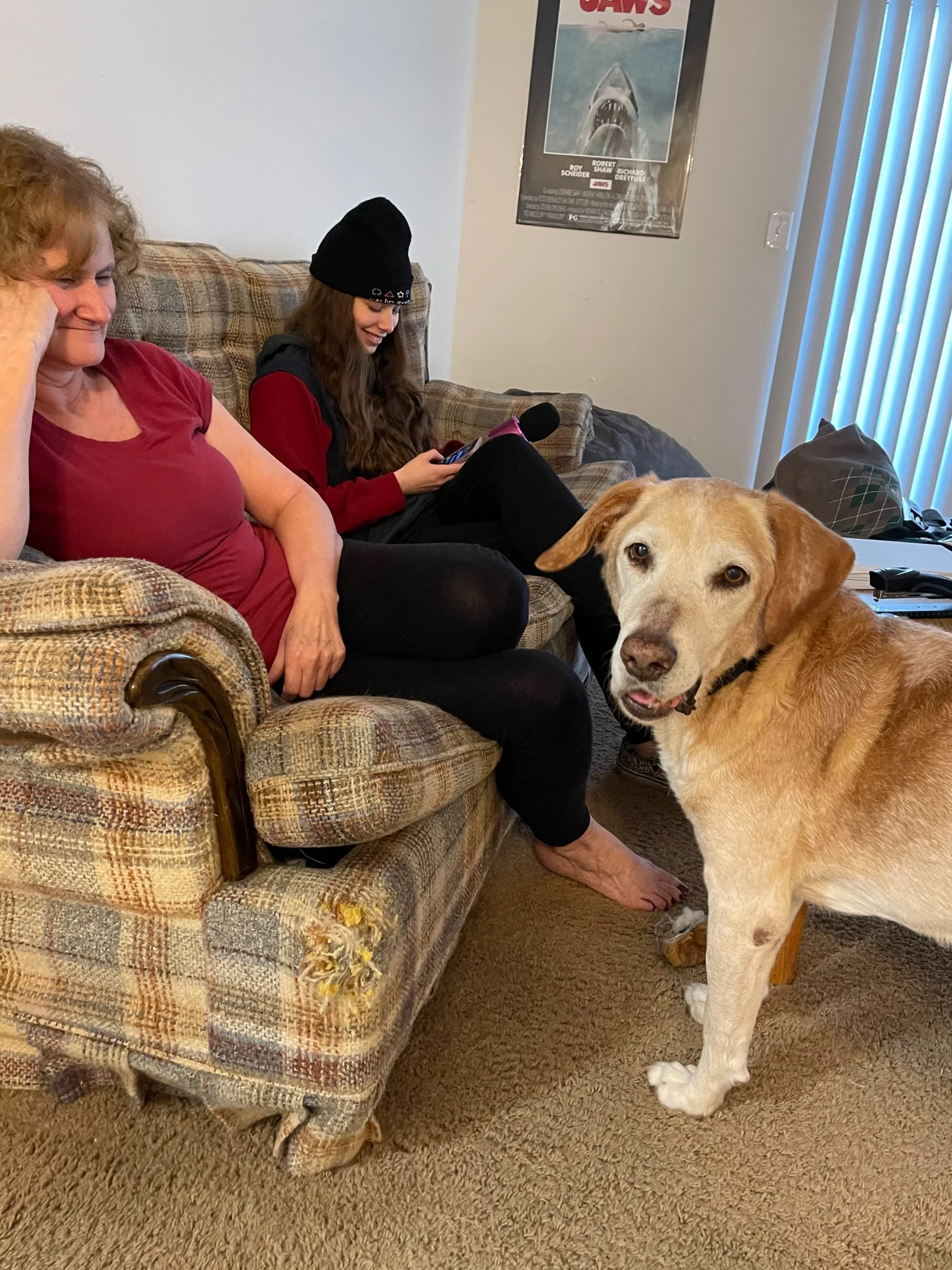 A yellow Labrador retriever standing on a beige carpet next to a patterned armchair, with two women sitting on the armchair. One woman is older, wearing a red shirt, and the other is younger, wearing a black beanie and red and black clothing, looking at her phone. A "Jaws" movie poster hangs on the wall behind them, and vertical blinds cover a window to the right.