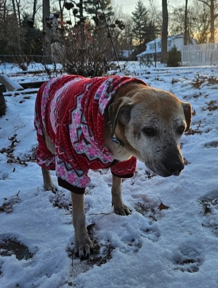 A dog wearing a red and pink patterned sweater standing in snow in a backyard with trees and houses in the background.