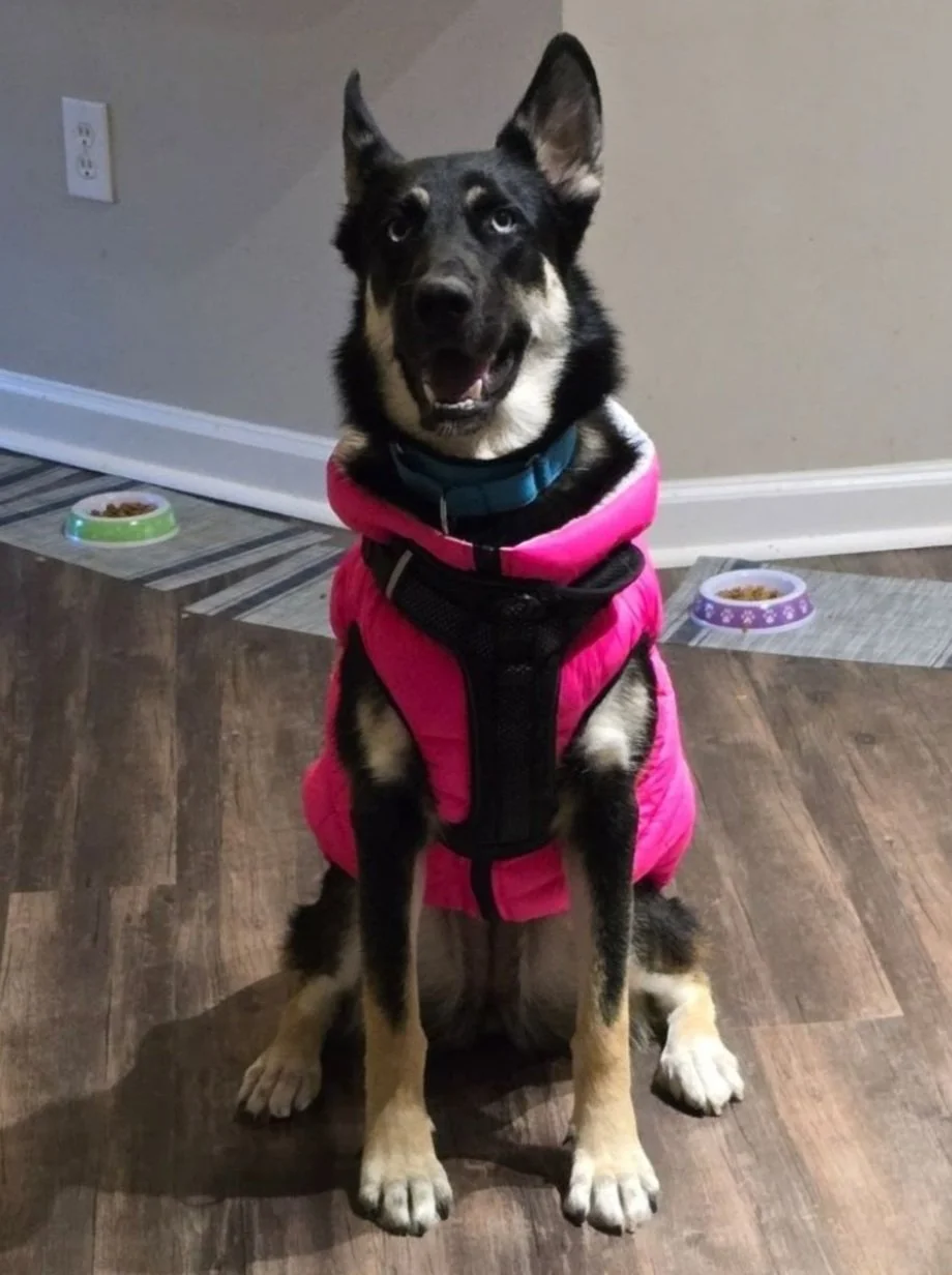 A dog sitting on a wooden floor wearing a pink jacket and blue collar, with two bowls of dog food in the background against a beige wall.