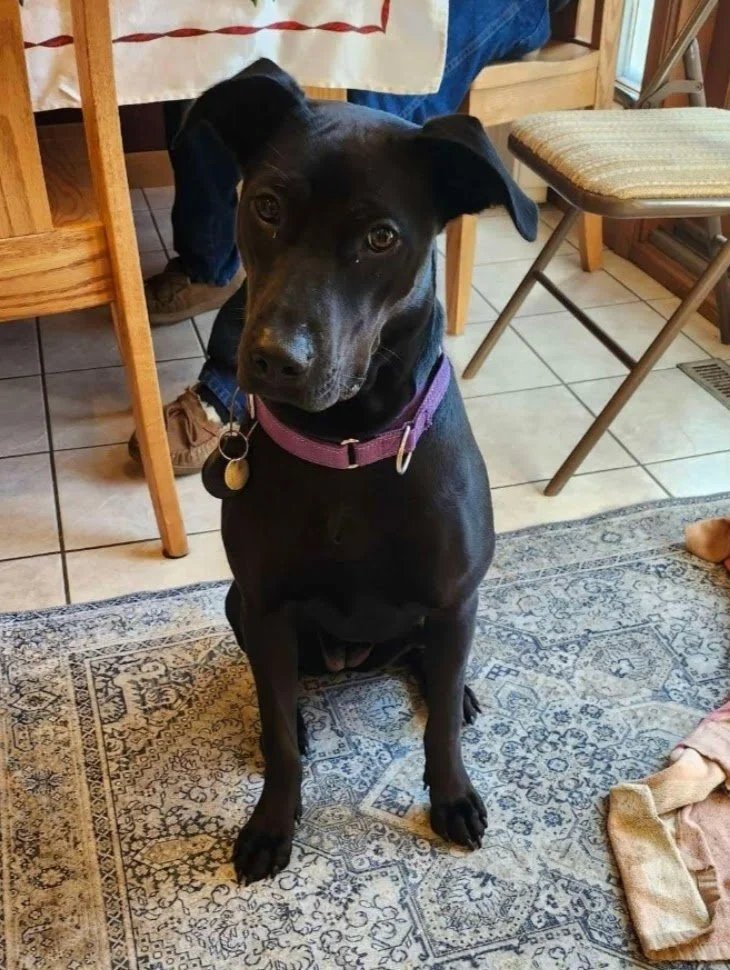 A black dog with a purple collar sitting on a patterned rug in a home interior, with wooden and metal furniture in the background.