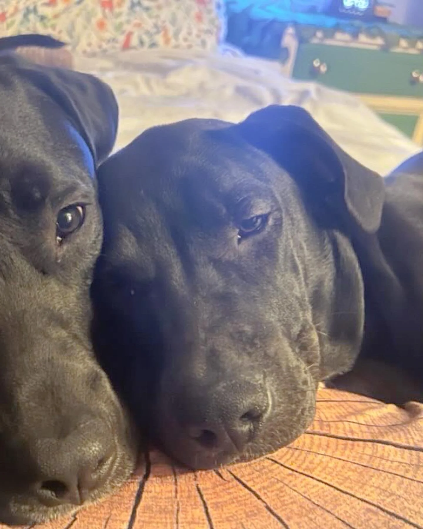 Close-up of two black dogs resting their heads on a wooden surface, lying next to each other in a cozy indoor setting.