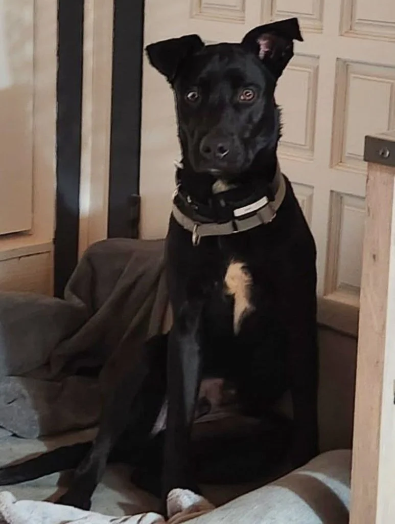 A black and white dog sitting indoors on a blanket with a wooden wall and furniture in the background.