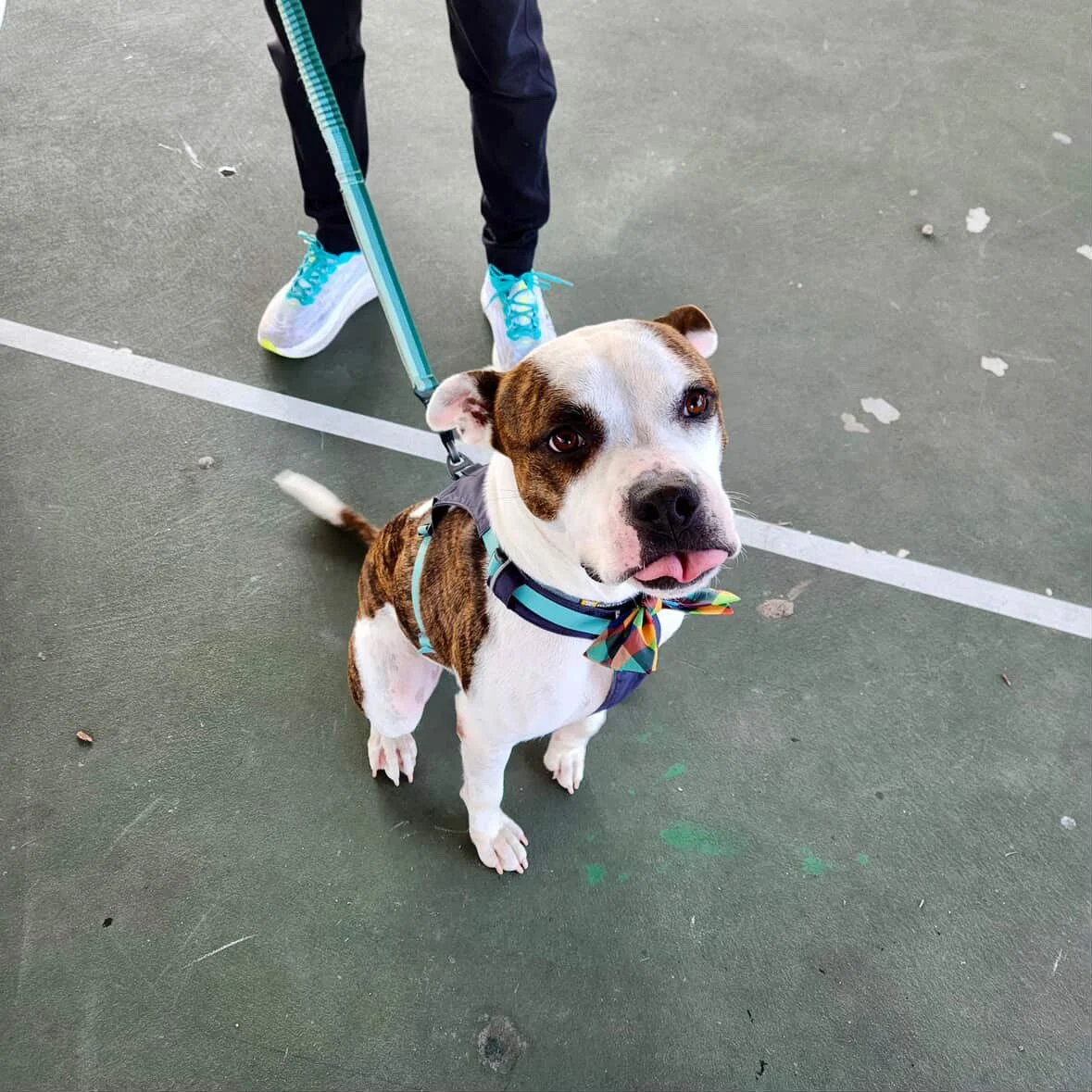 A dog with a brindle and white coat, wearing a harness and a colorful bow tie, sitting on a tennis court and looking up at the camera with its tongue slightly out. The dog is on a leash held by someone wearing black pants and white shoes with blue laces.