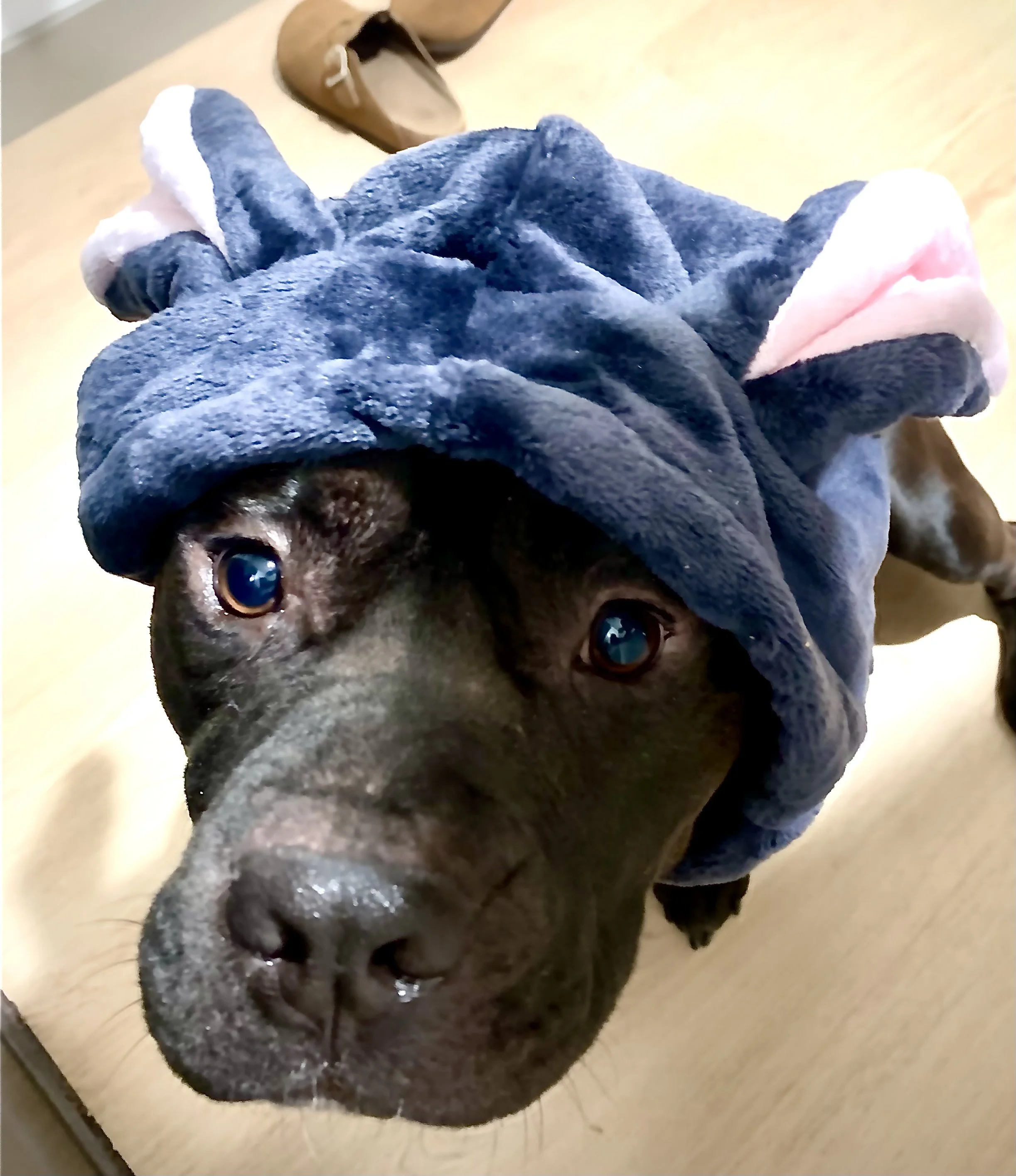 A black dog wearing a blue costume with pink and white accents, resembling a bunny, standing on a wooden floor.