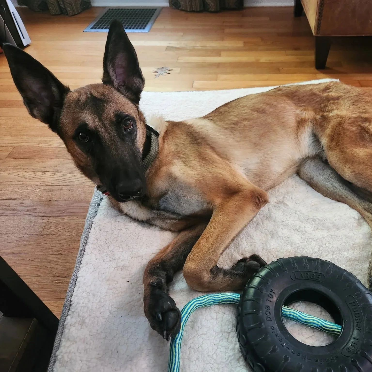 A young dog with large ears and a tan and black coat lying on a white blanket, holding a pull toy with a rubber tire and a blue-green rope in its mouth, inside a house with wooden floors.