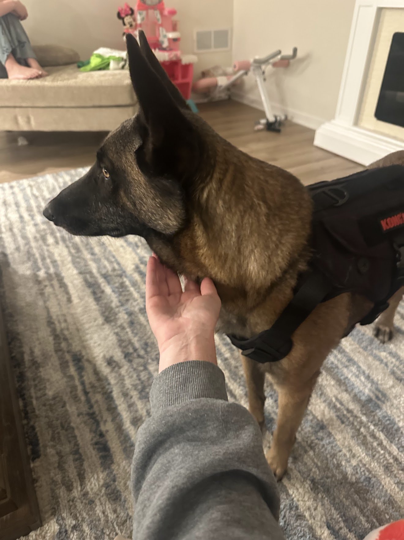 A German Shepherd dog with a dark face and light brown fur is being petted on the neck by a person wearing a gray sweatshirt inside a living room.