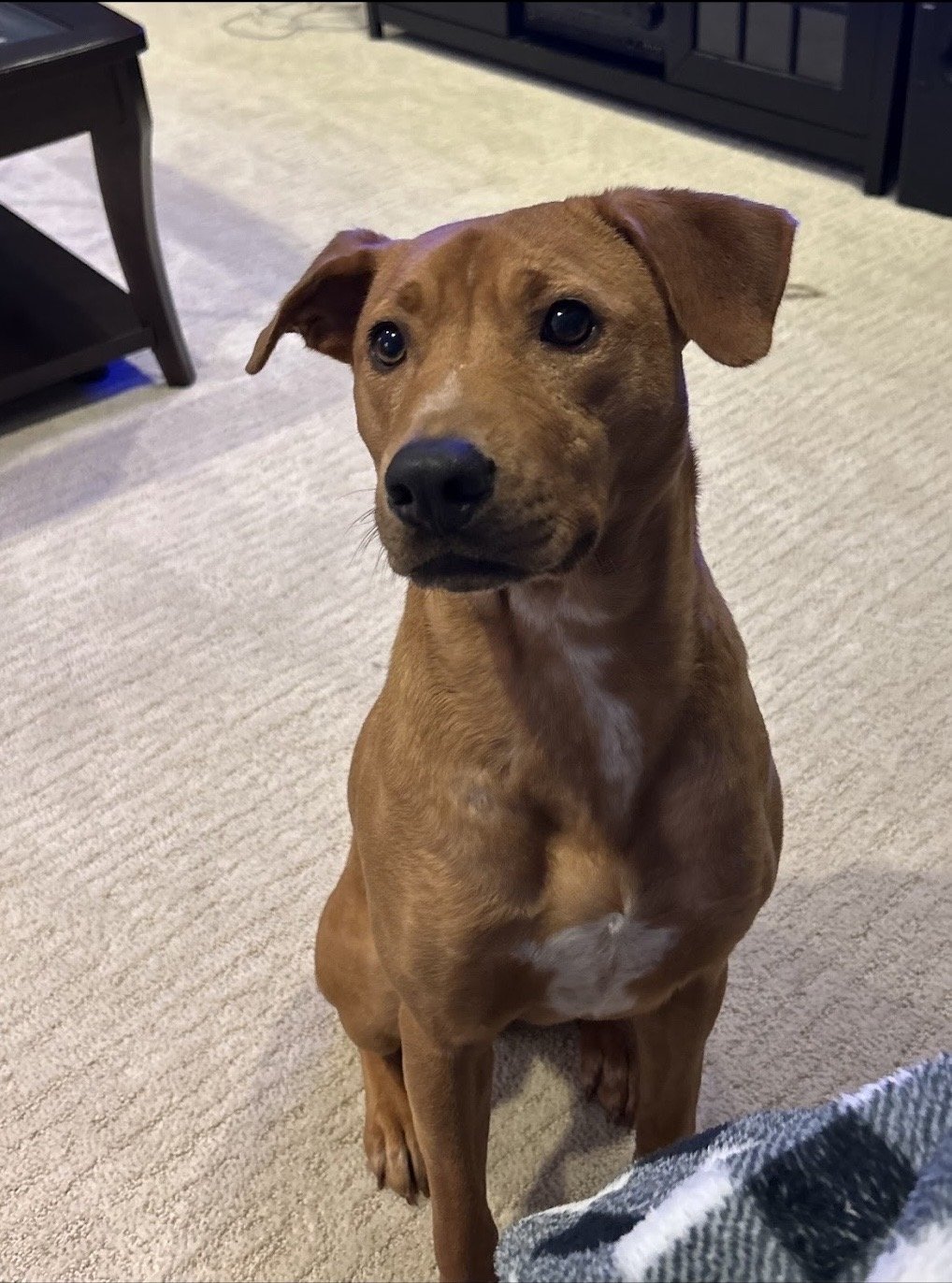A brown dog with floppy ears sits on a beige carpet, looking attentively at the camera. There are black furniture pieces in the background.