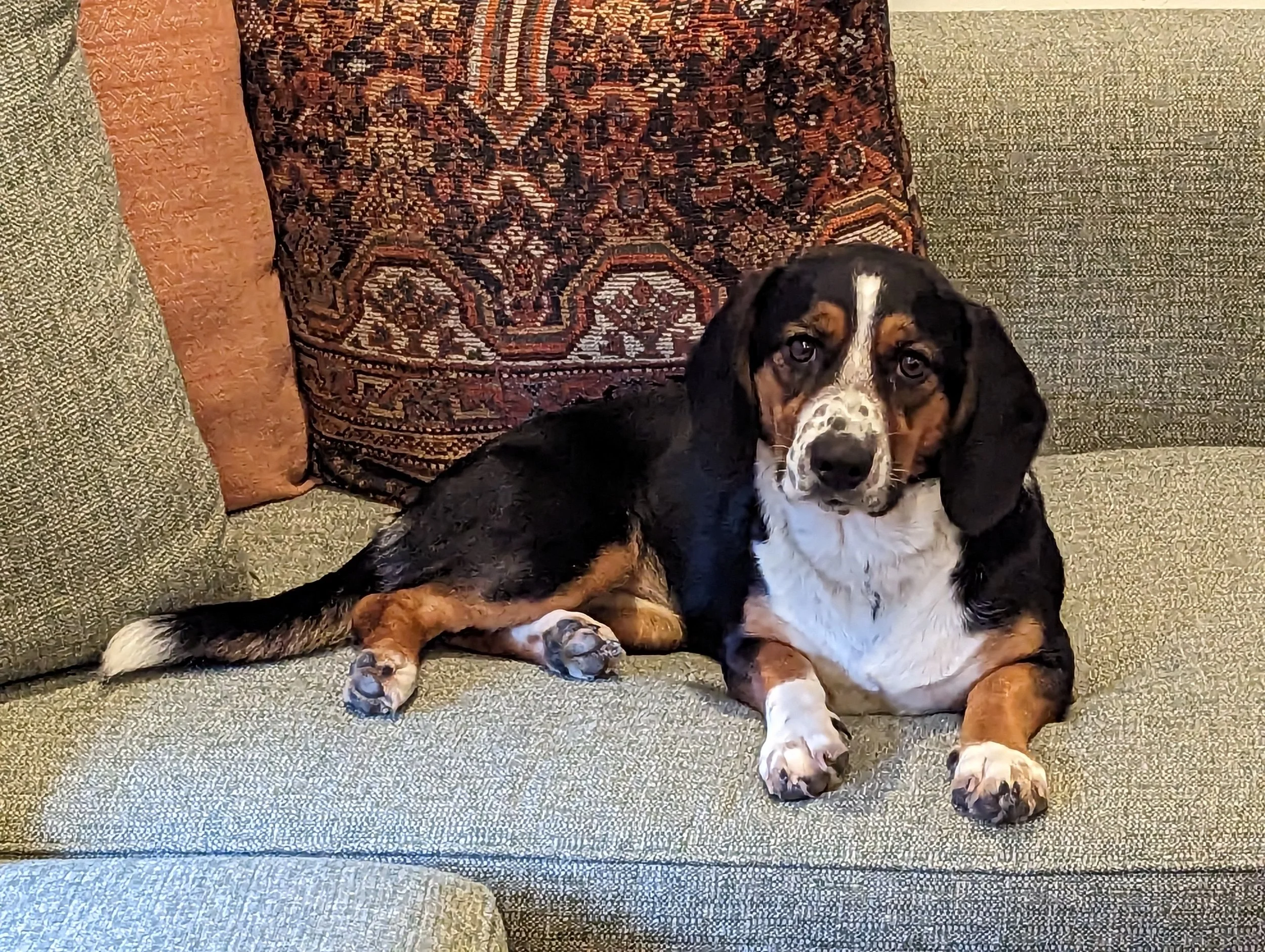 A dog lying on a green sofa with patterned throw pillows in the background.