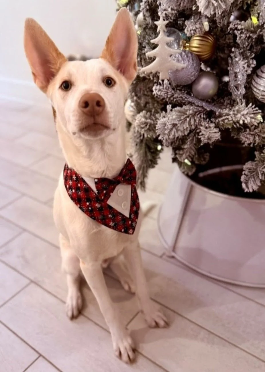 A dog with white and light brown fur, wearing a red plaid bow tie, sitting on a light wooden floor beside a decorated Christmas tree.