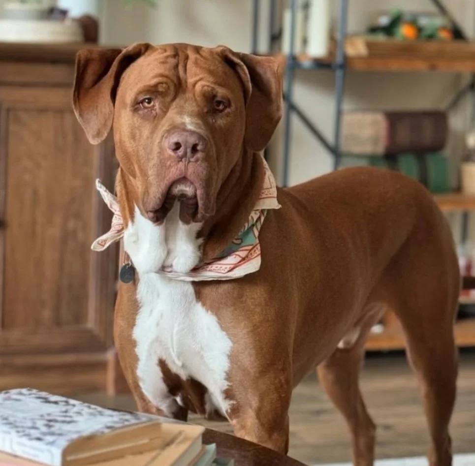 A brown dog with a white chest and markings wearing a bandana, standing indoors in a room with wooden furniture and books.