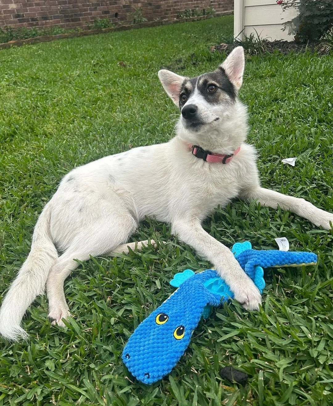 A white and black puppy with a pink collar lying on green grass next to a blue plush toy shaped like a lizard with yellow eyes.