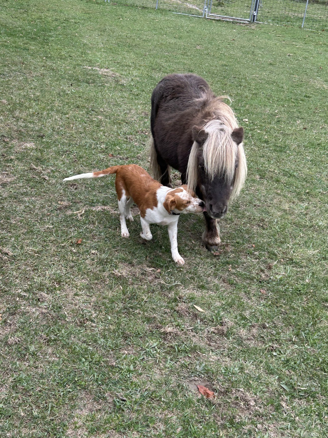 A small brown and white dog approaching and sniffing the face of a large gray and white pony in a grassy field.