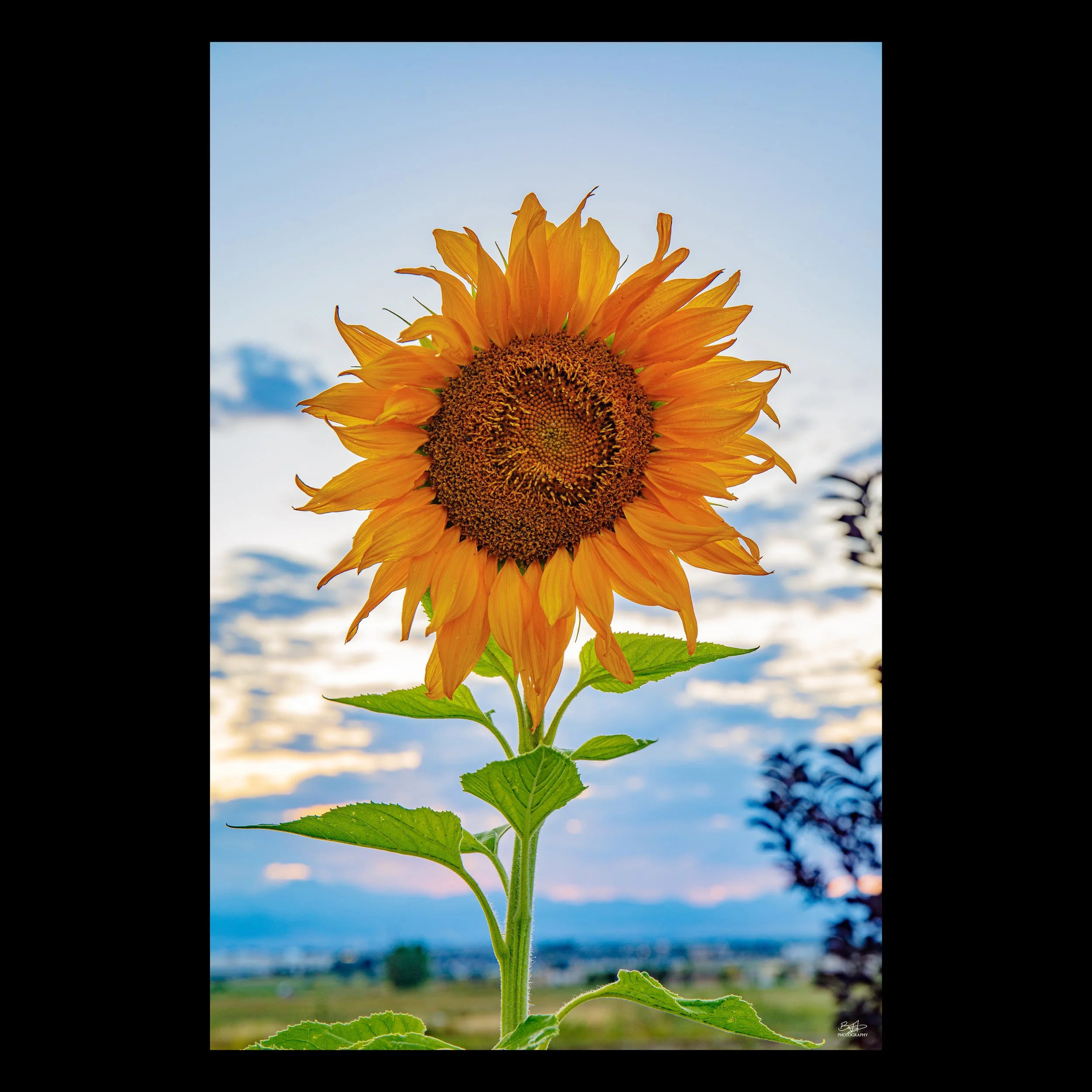 Sunflower in the Sky