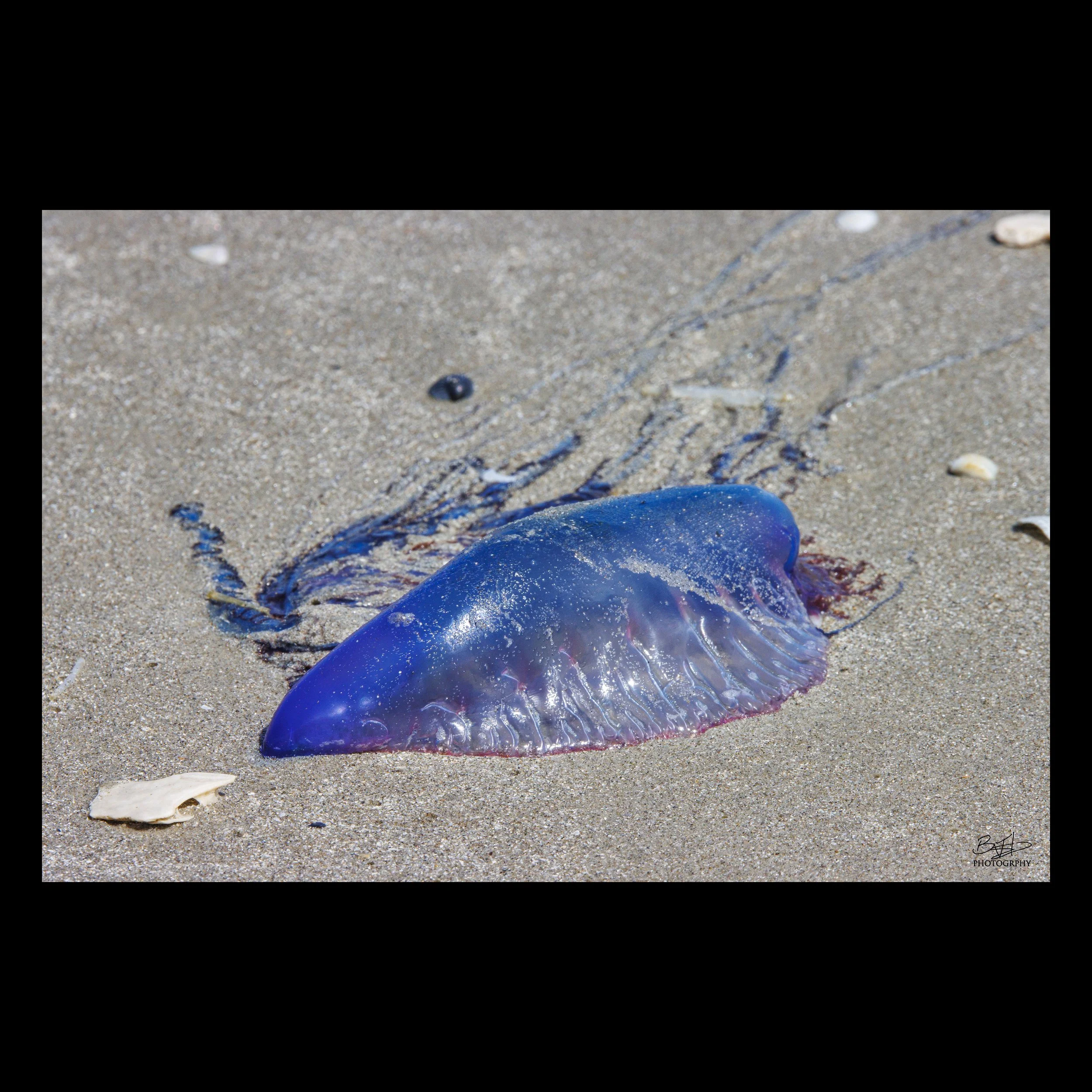 Portuguese Man-of-War