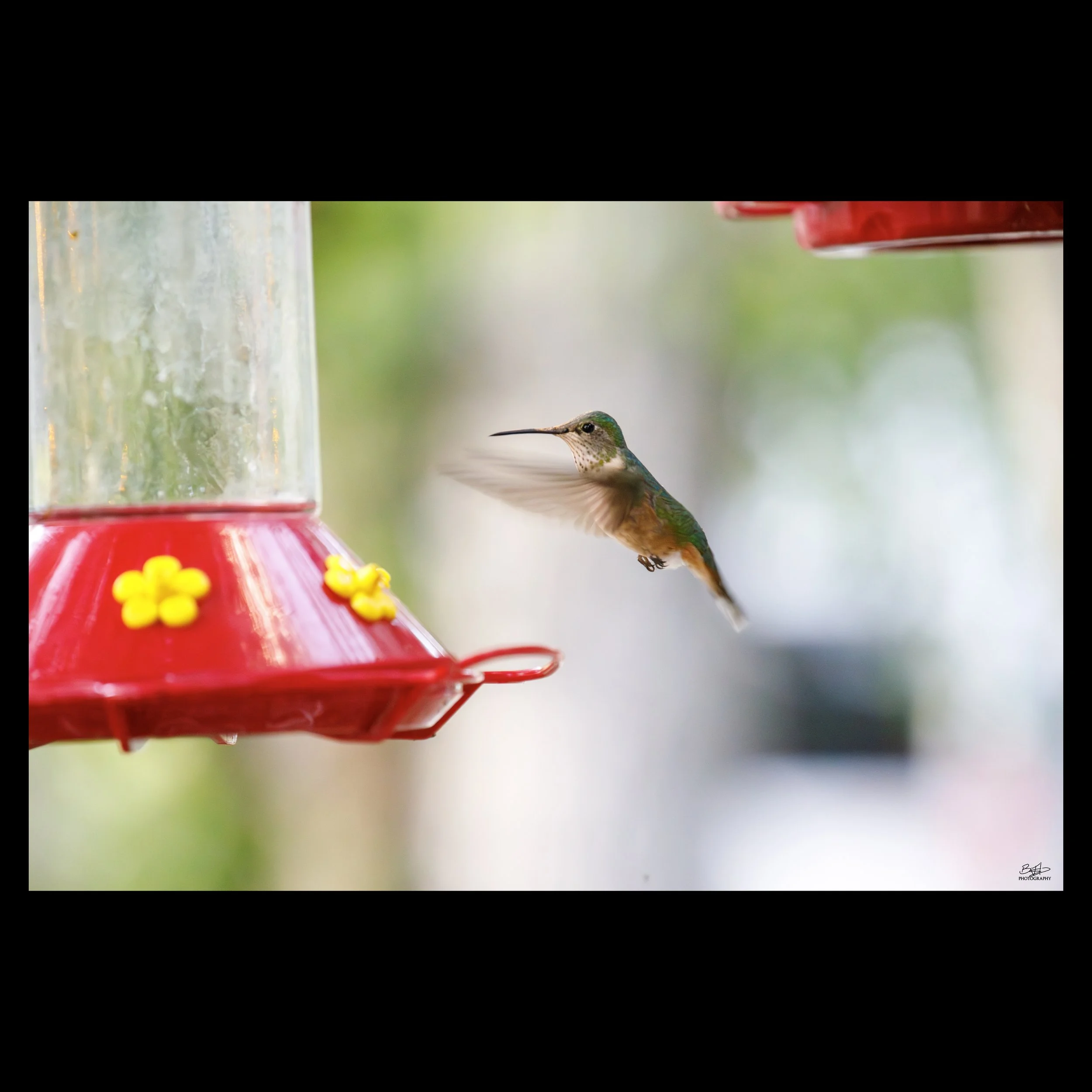 Humming in for a Drink