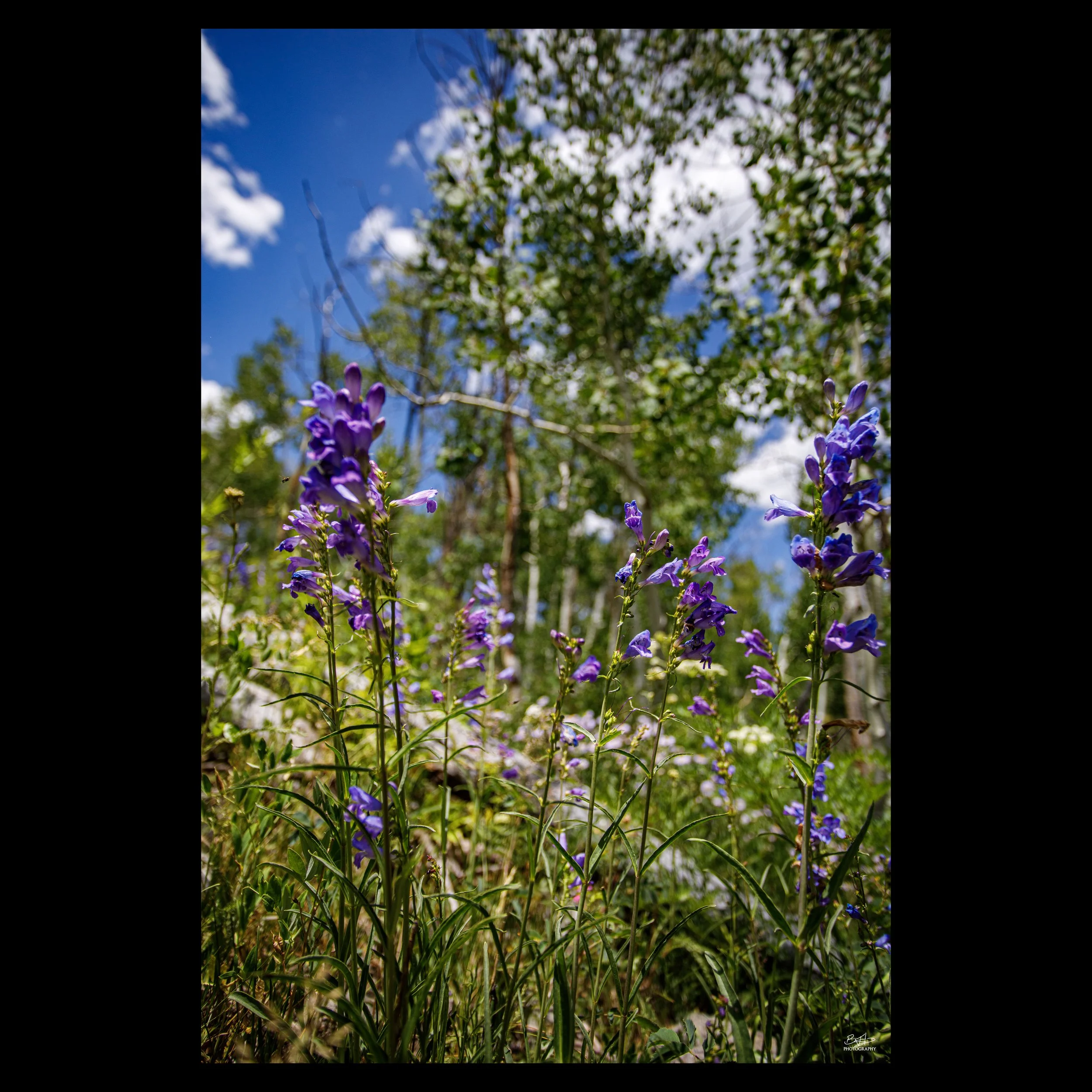 Rocky Mountain Penstemon