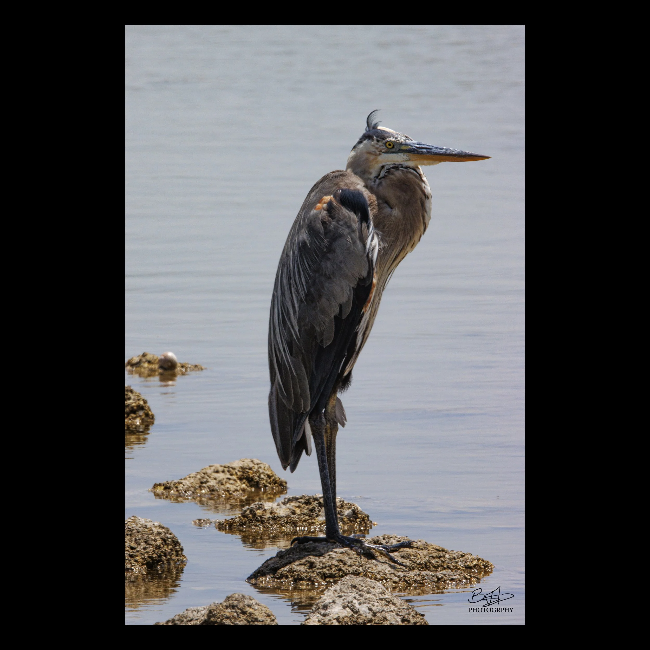 Great Blue Heron
