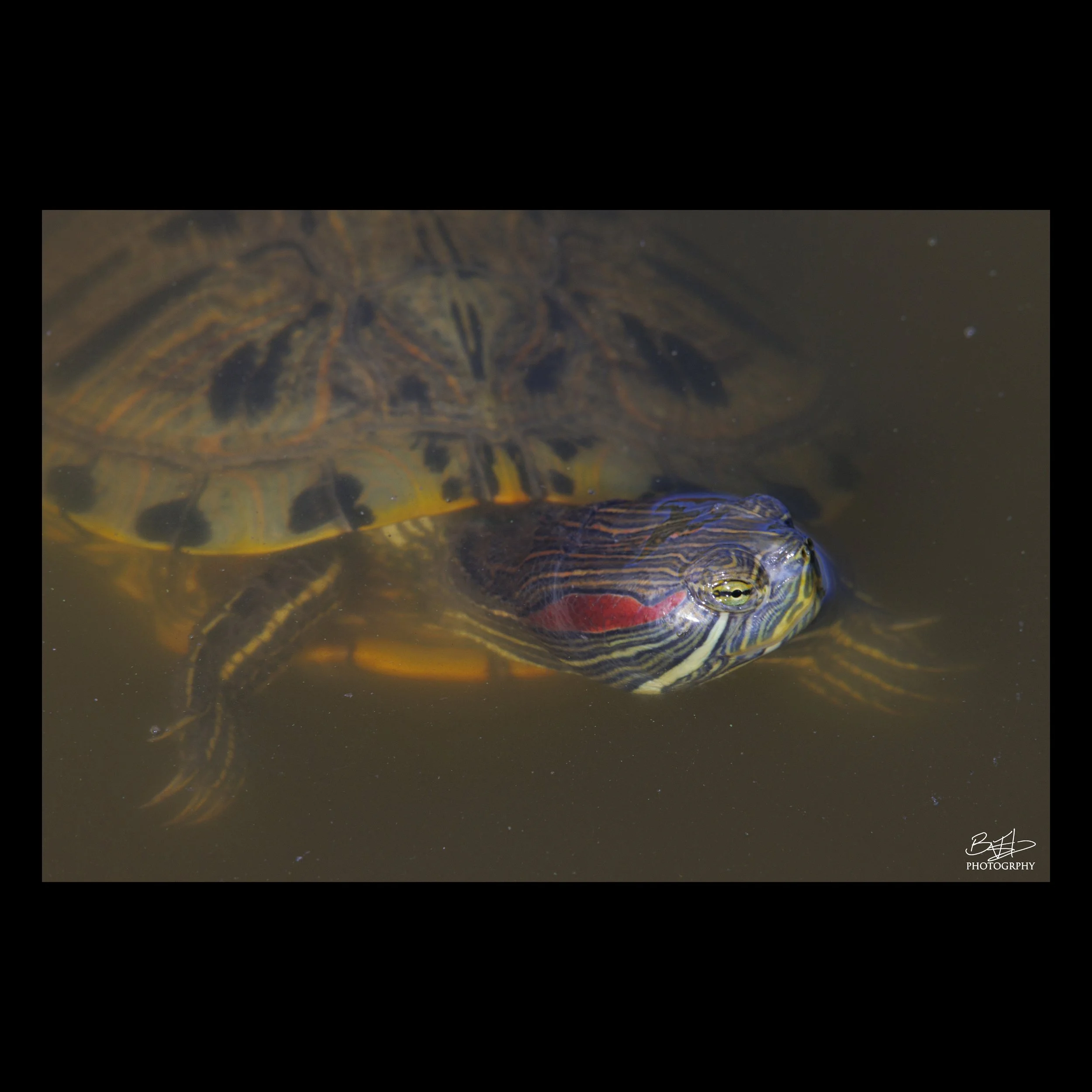 Red-eared Slider
