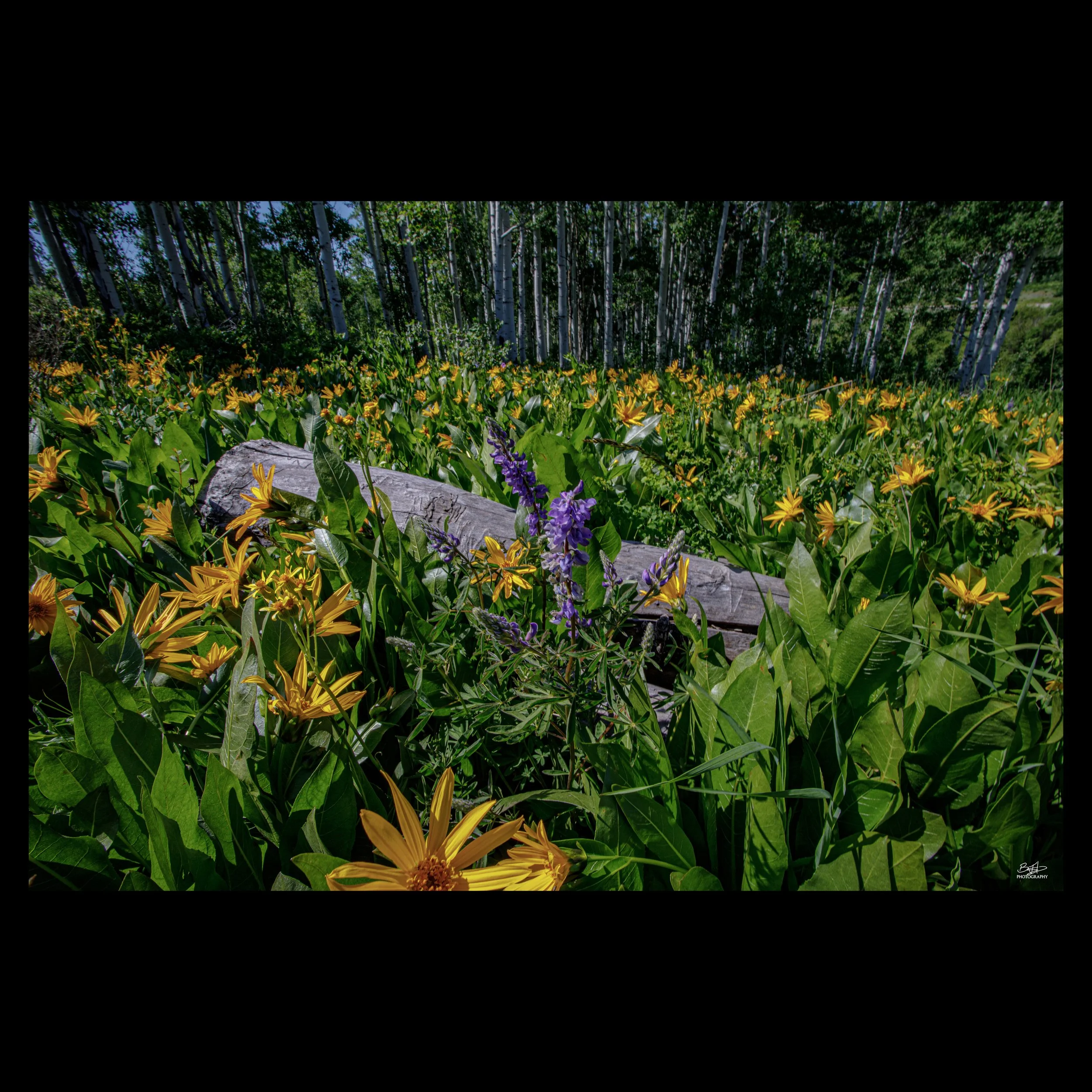 Purple Sage & Wooly Mule Ears