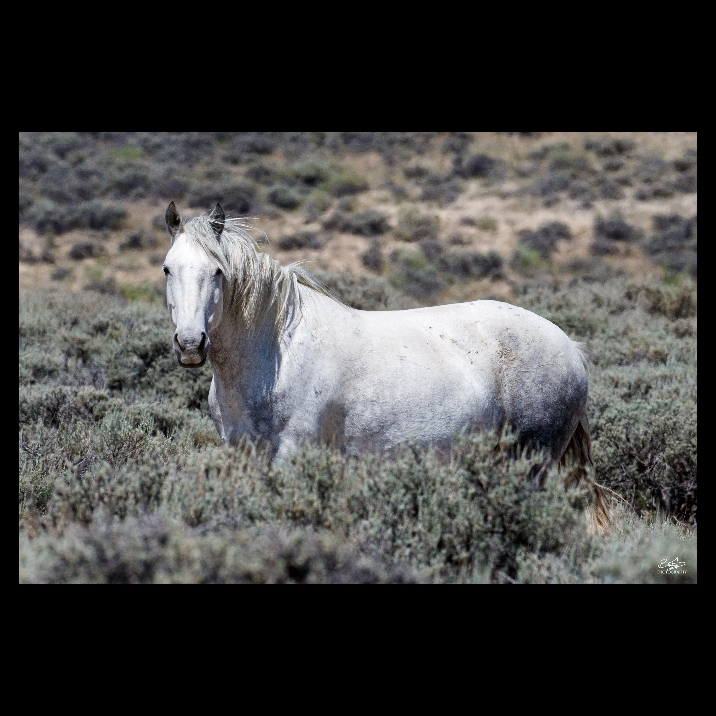 White Sage