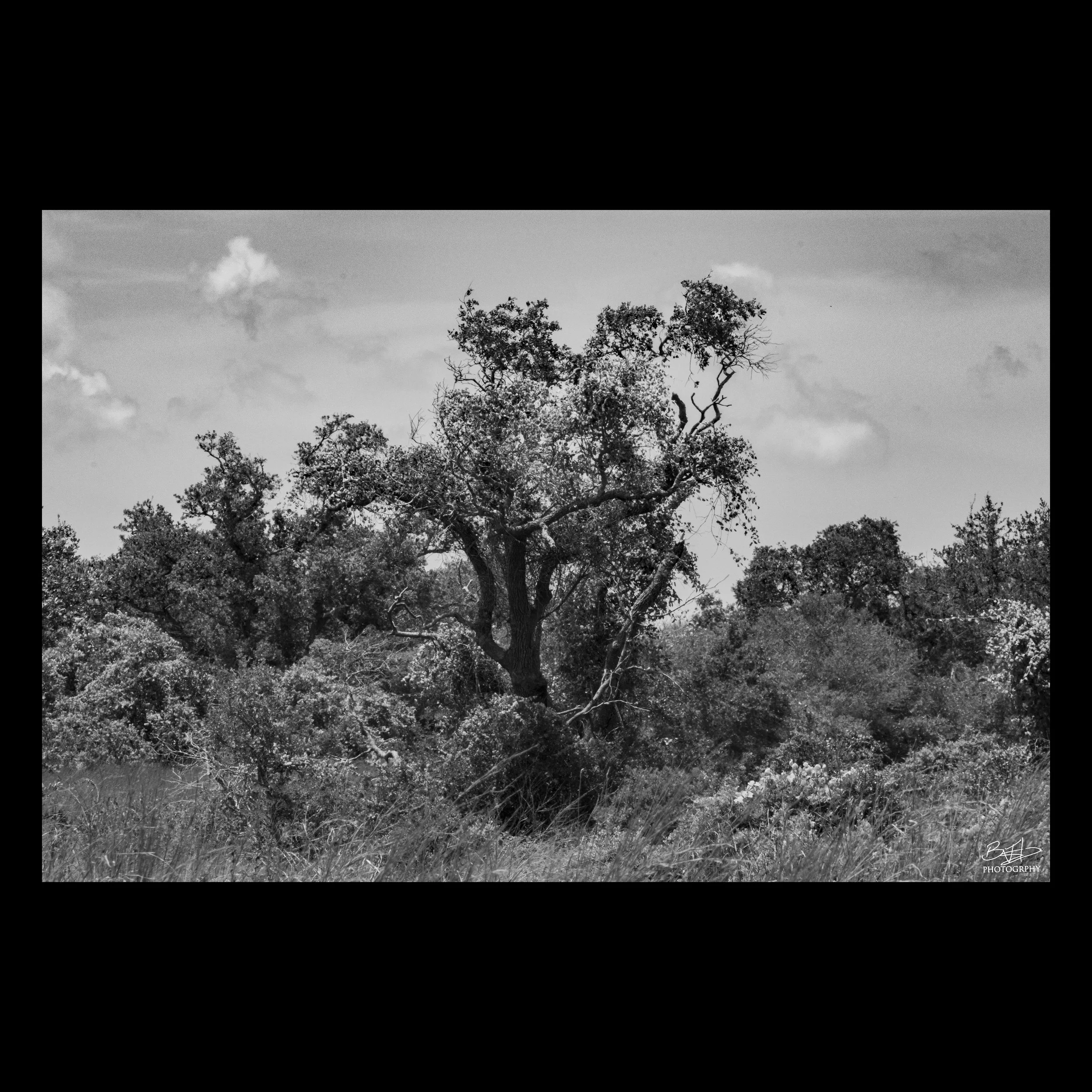 Aransas National Wildlife Refuge