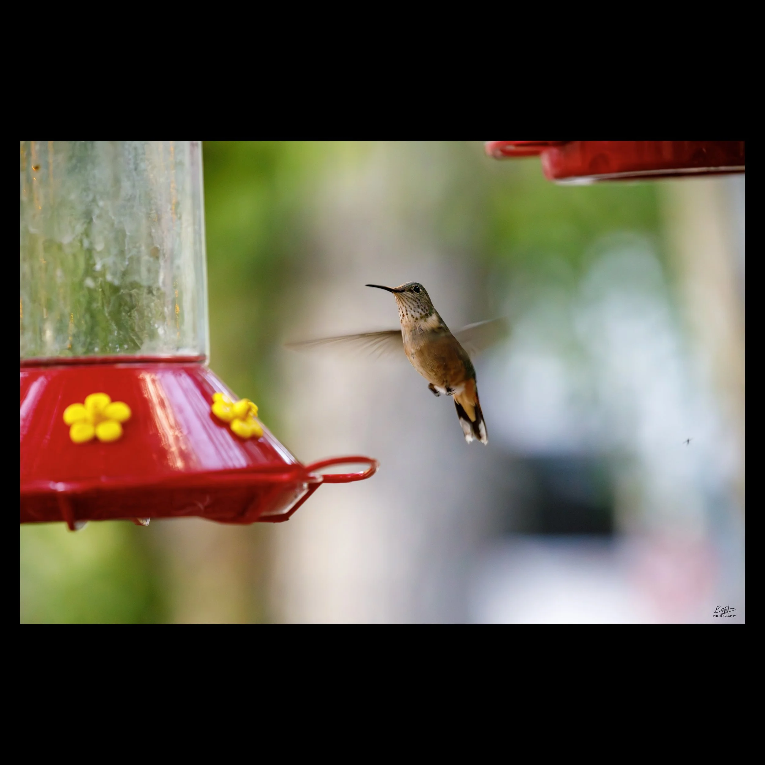 Humming and Hovering
