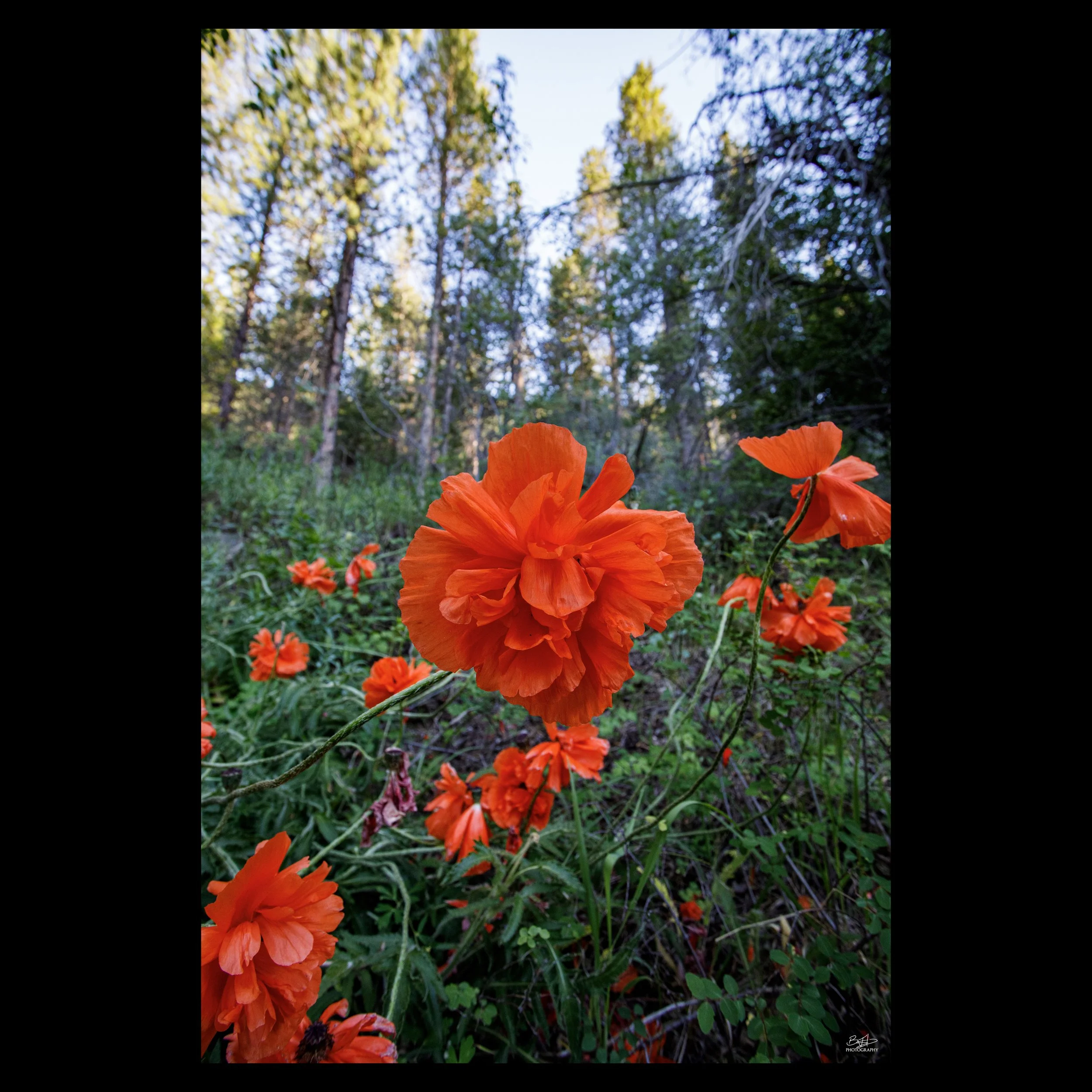 Orange Poppy's