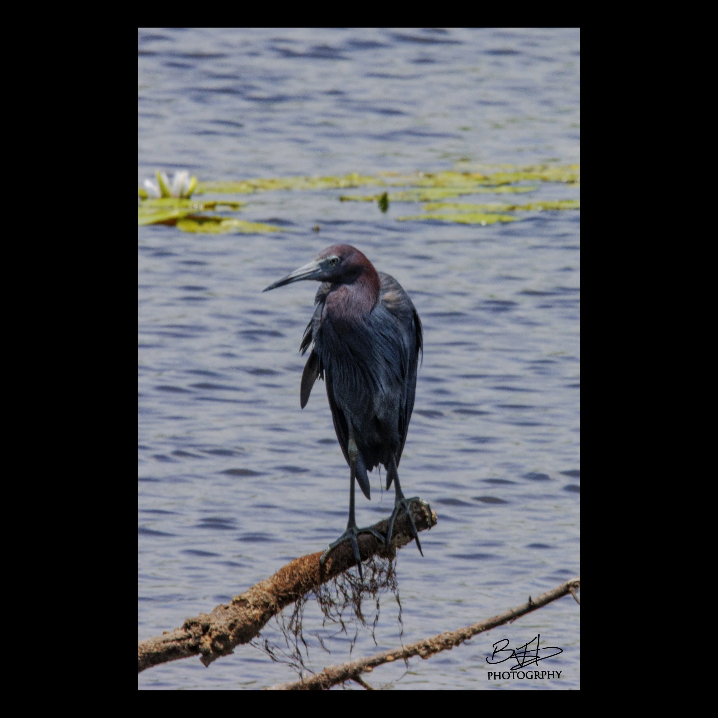 Little Blue Heron