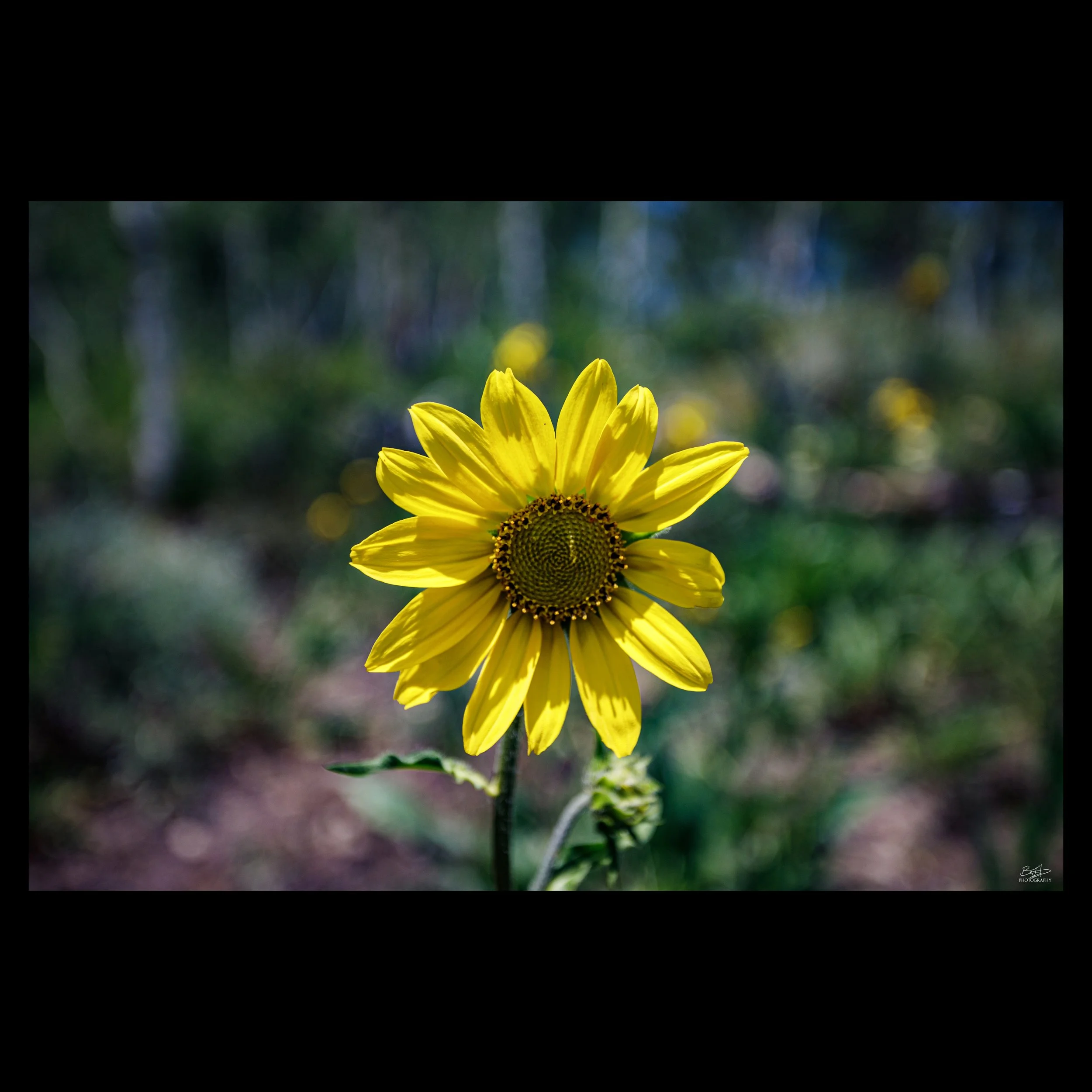 California Helianthella