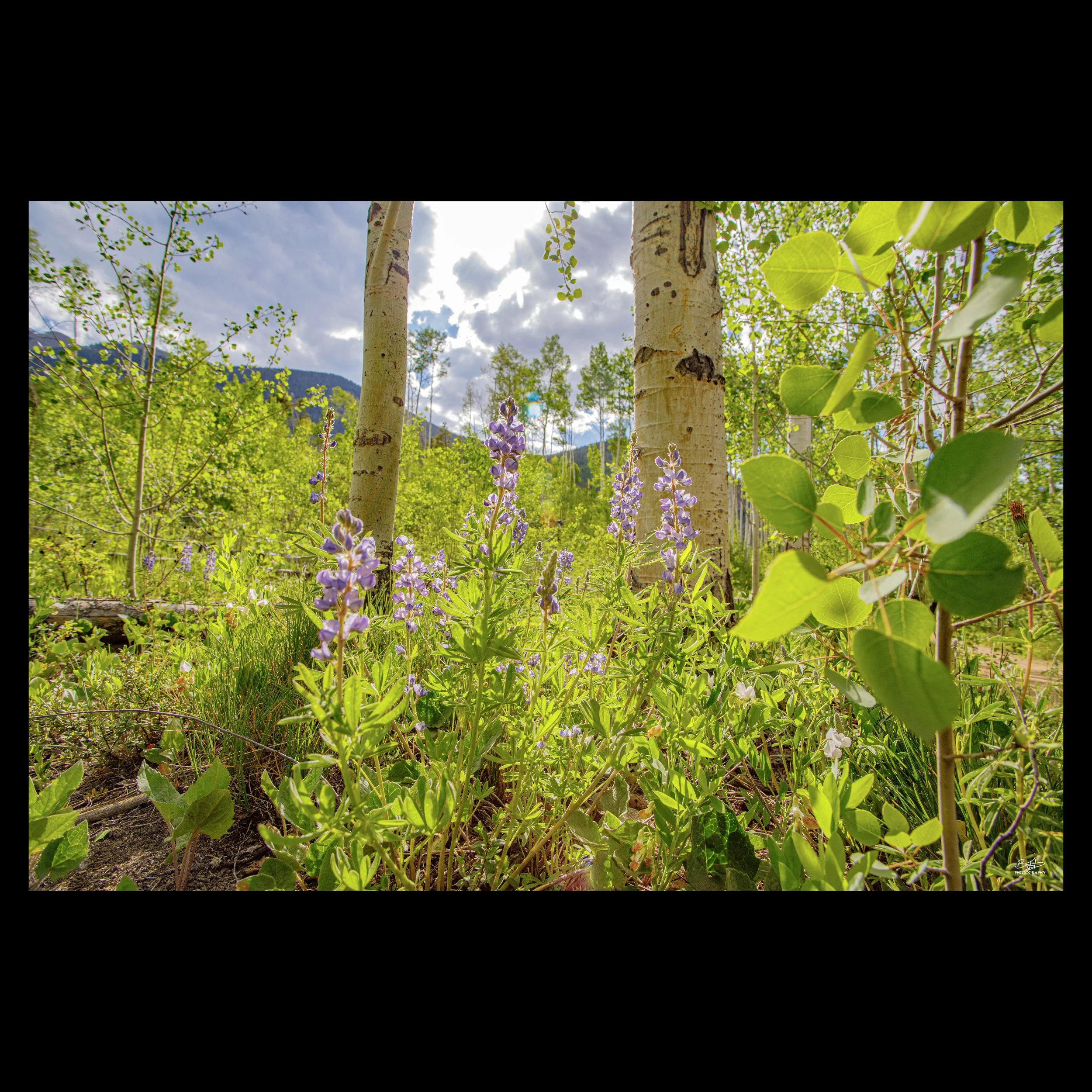 Aspen Lupine