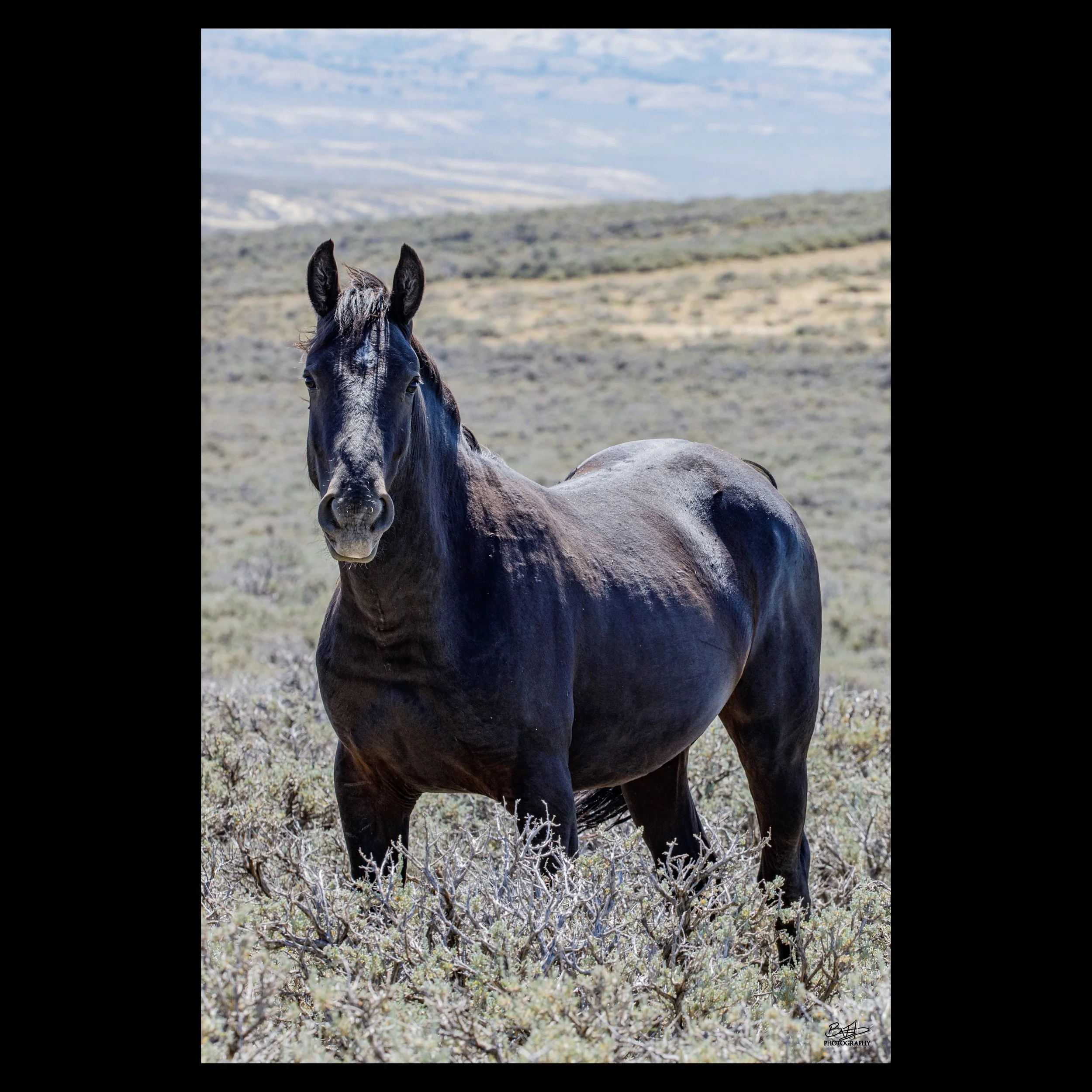 Black Mustang