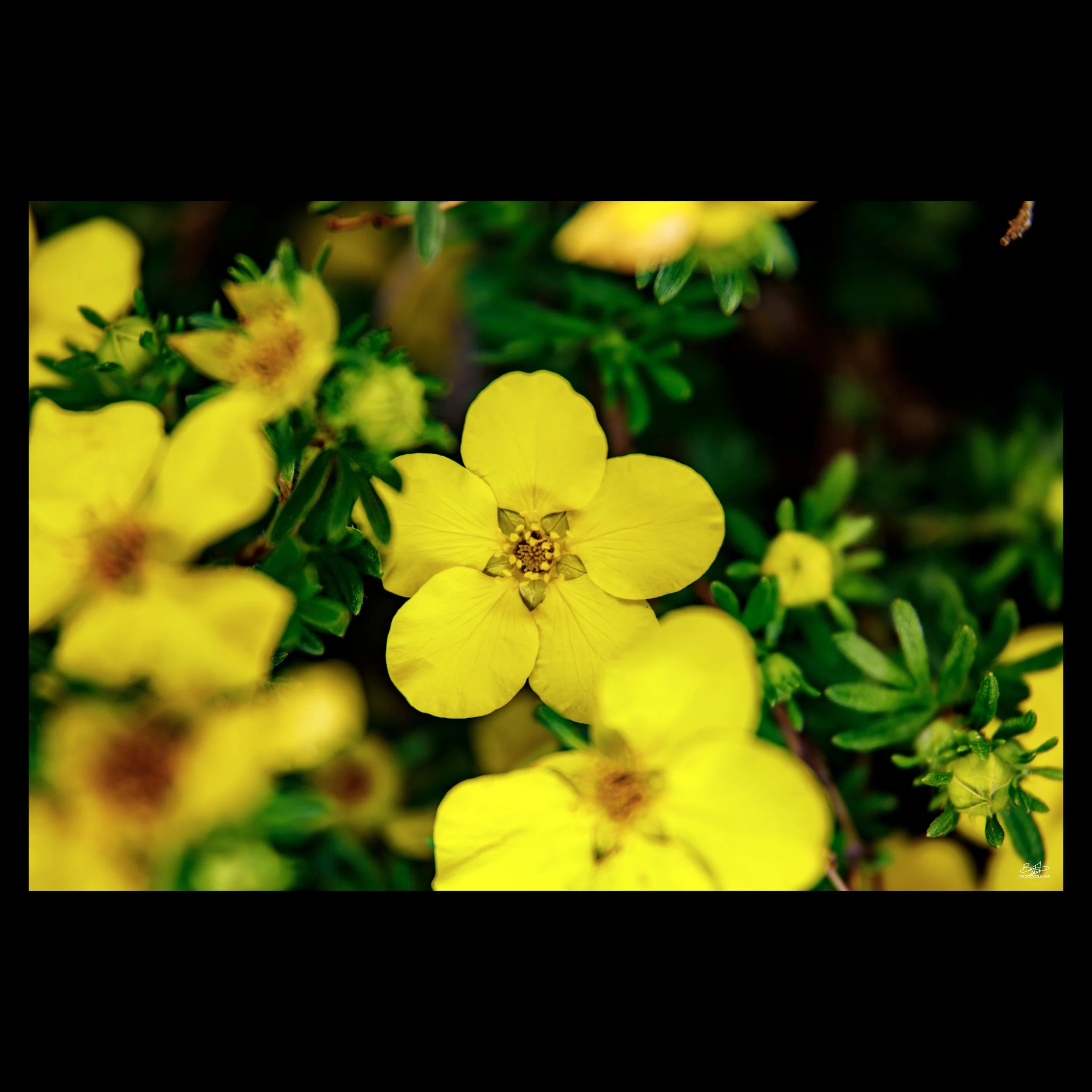 Yellow Shrubby Cinquefoil