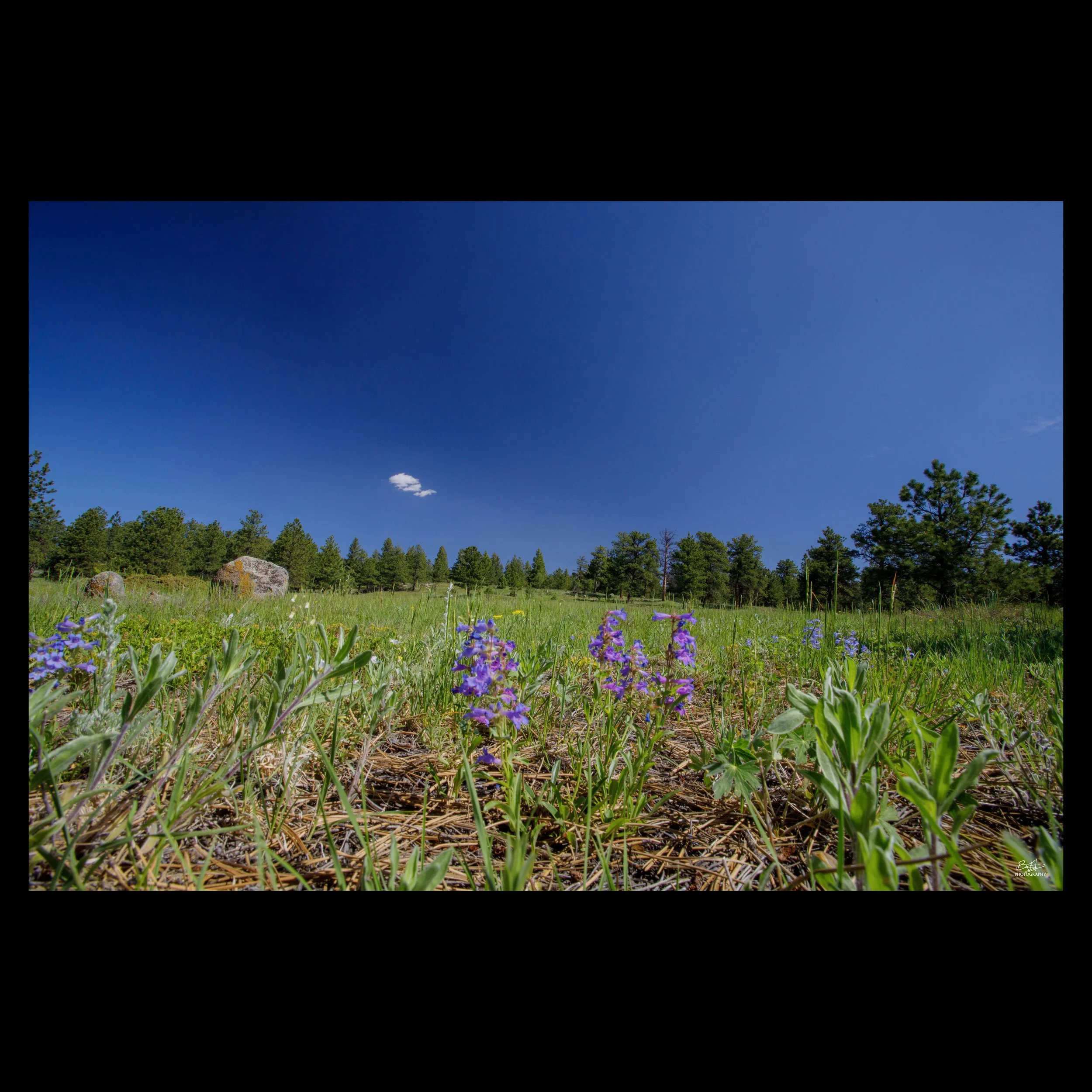 Walker Ranch Beardtongue