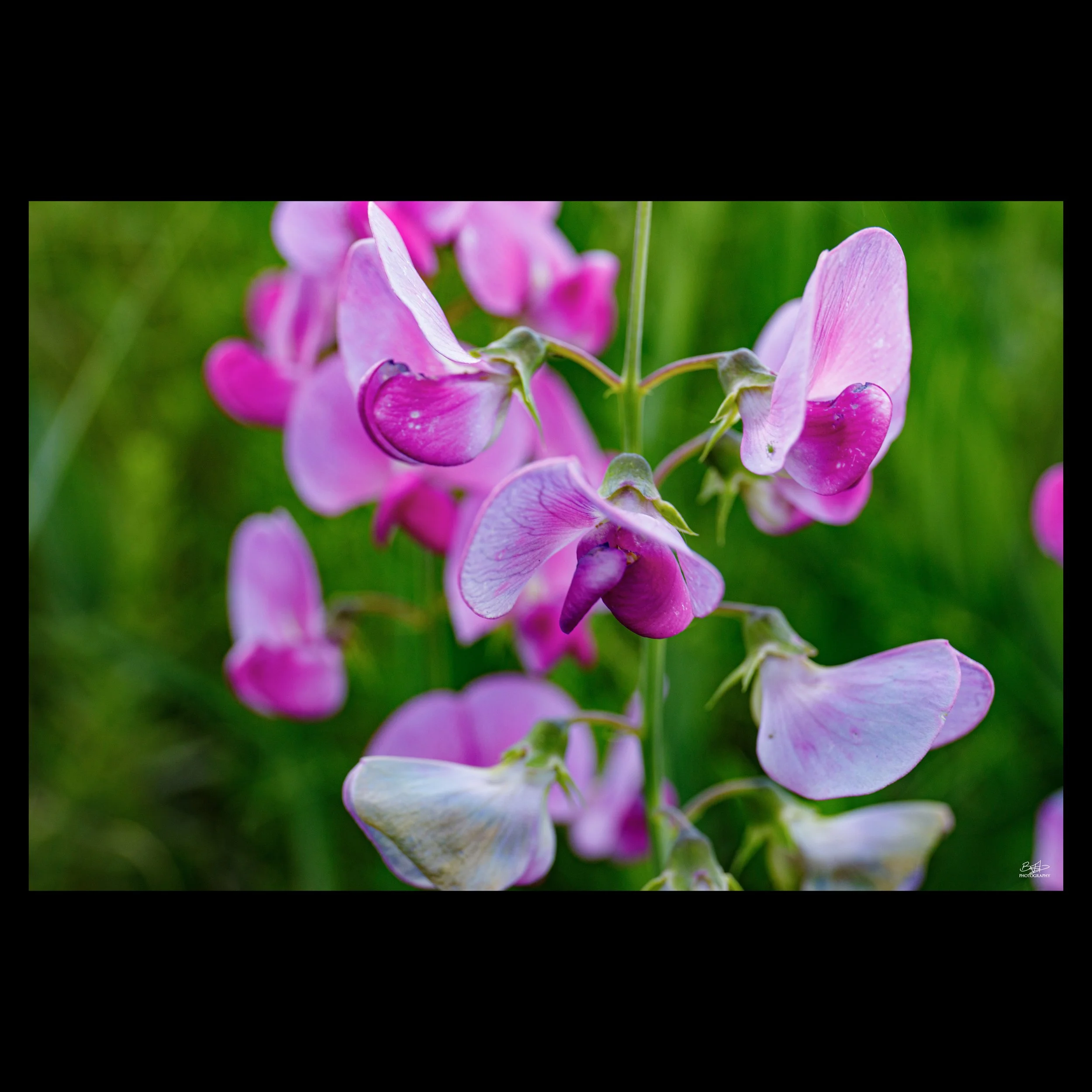 Everlasting-pea
