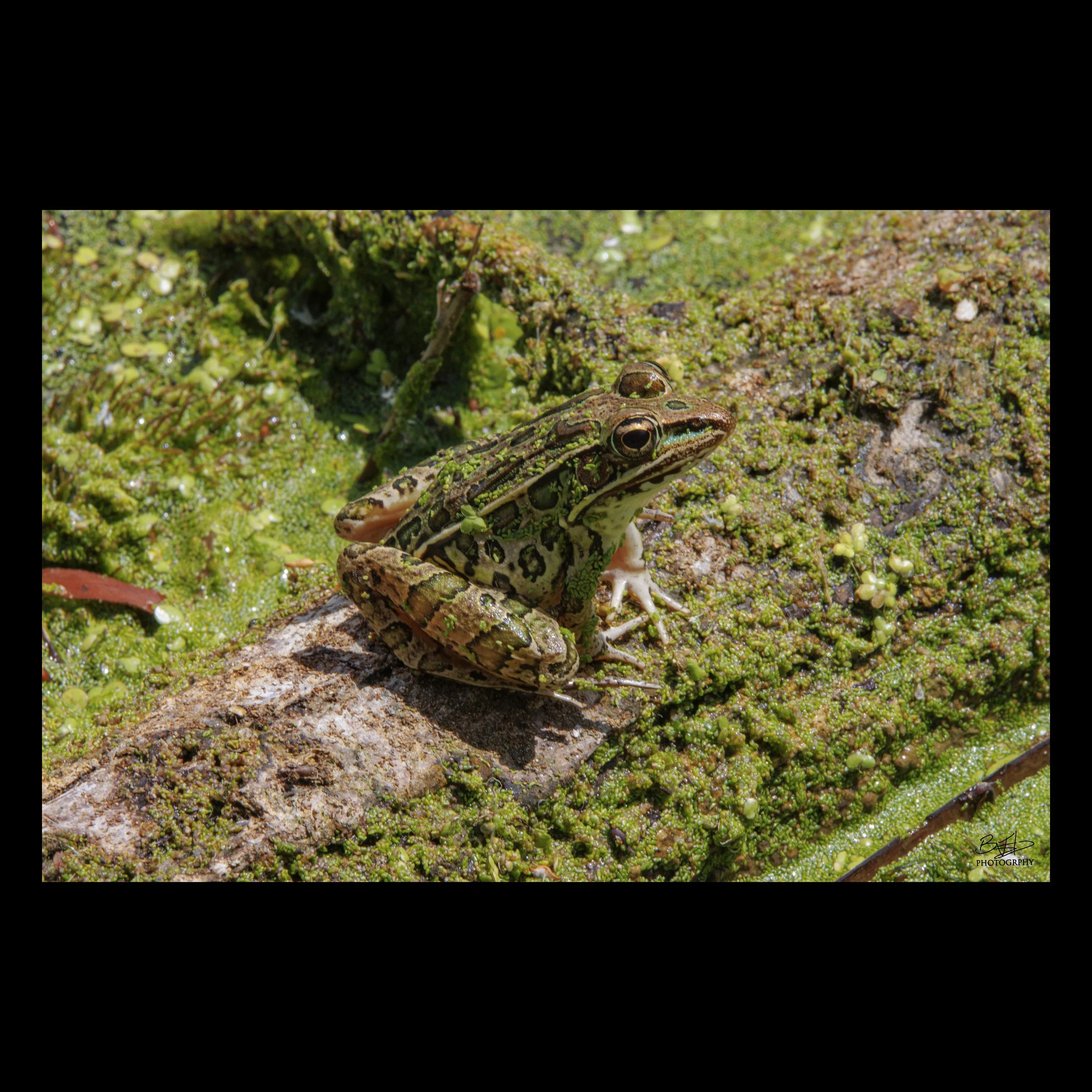 Southern Leopard Frog in Aransas National Wildlife Refuge