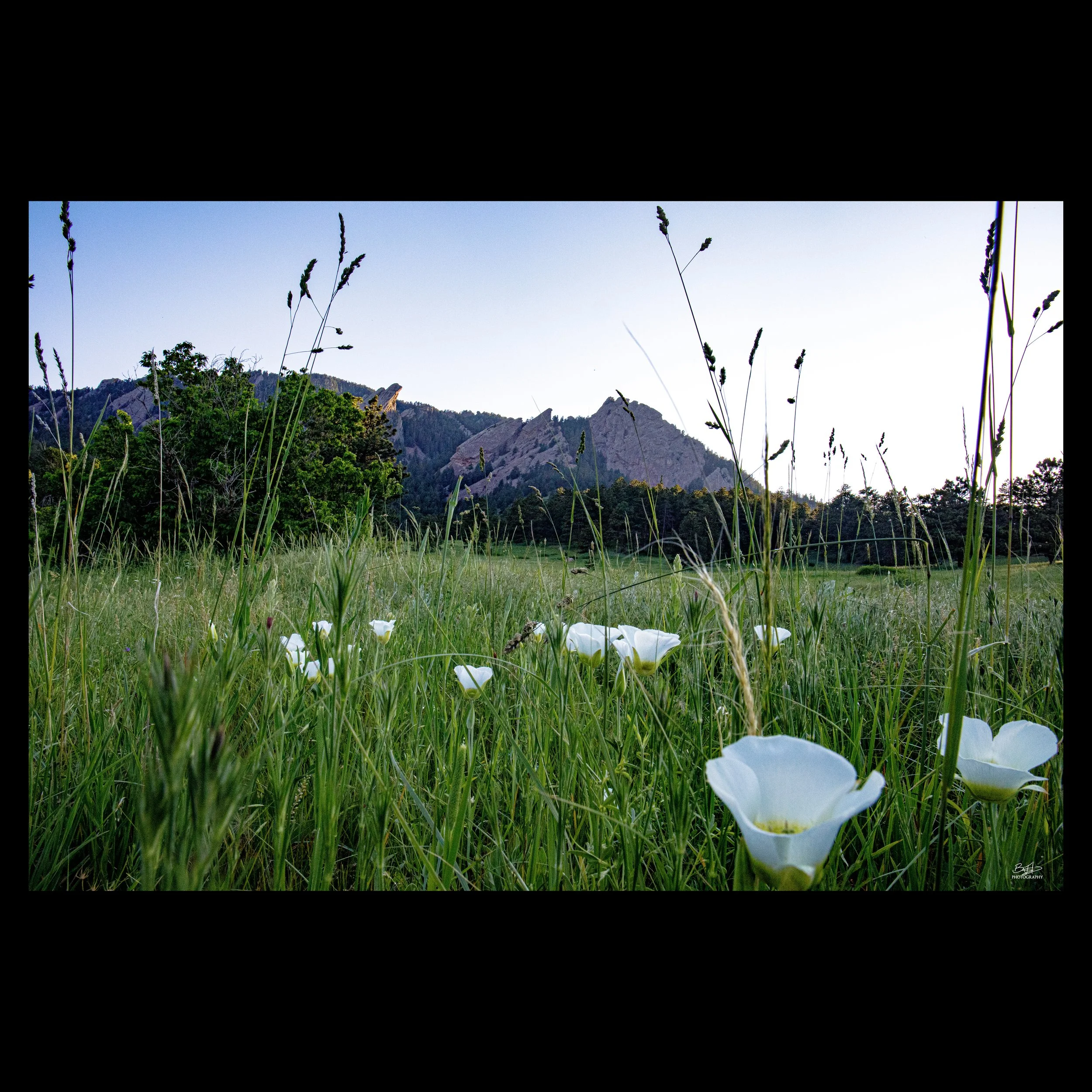 Flatirons Lily's