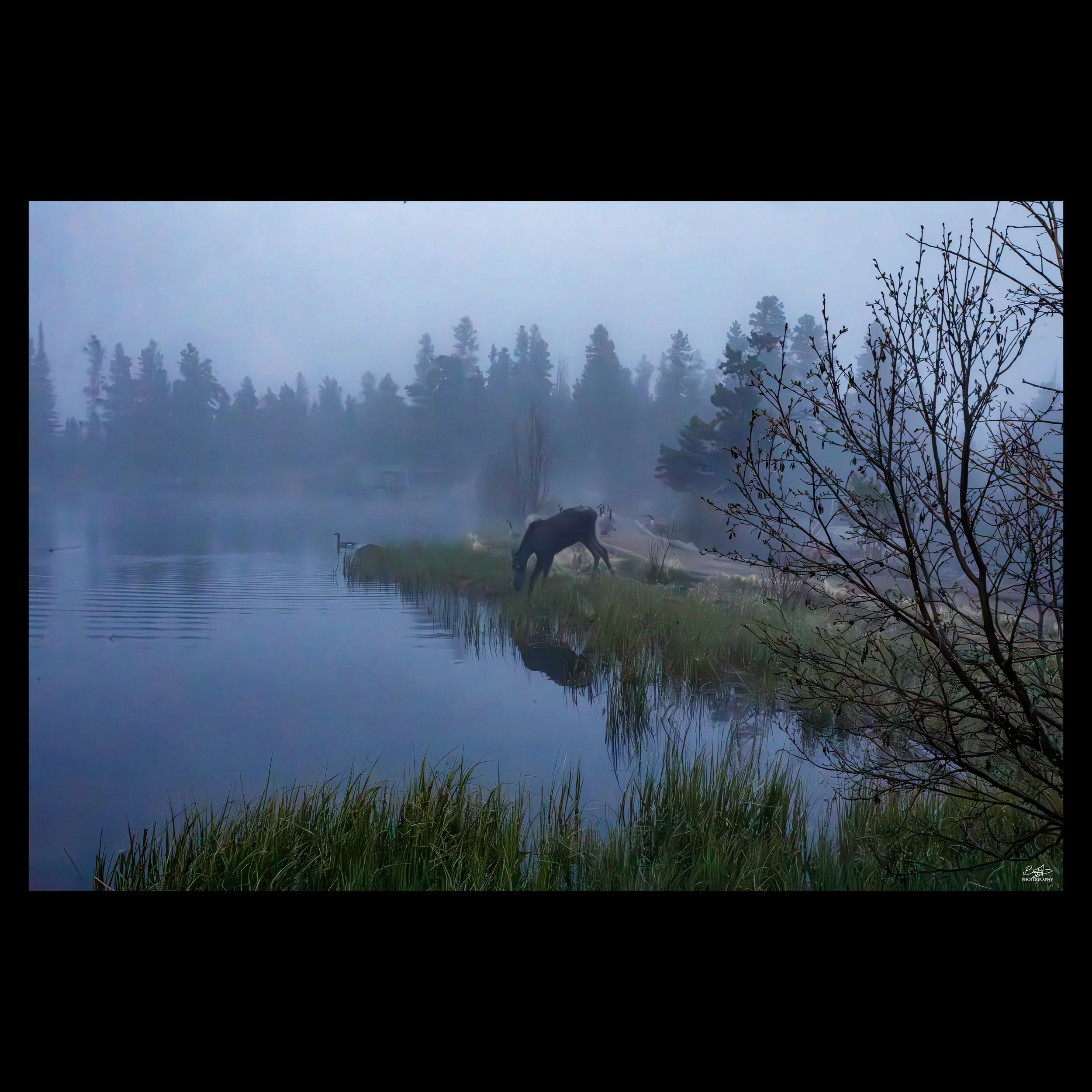 Evening walk in the Mist