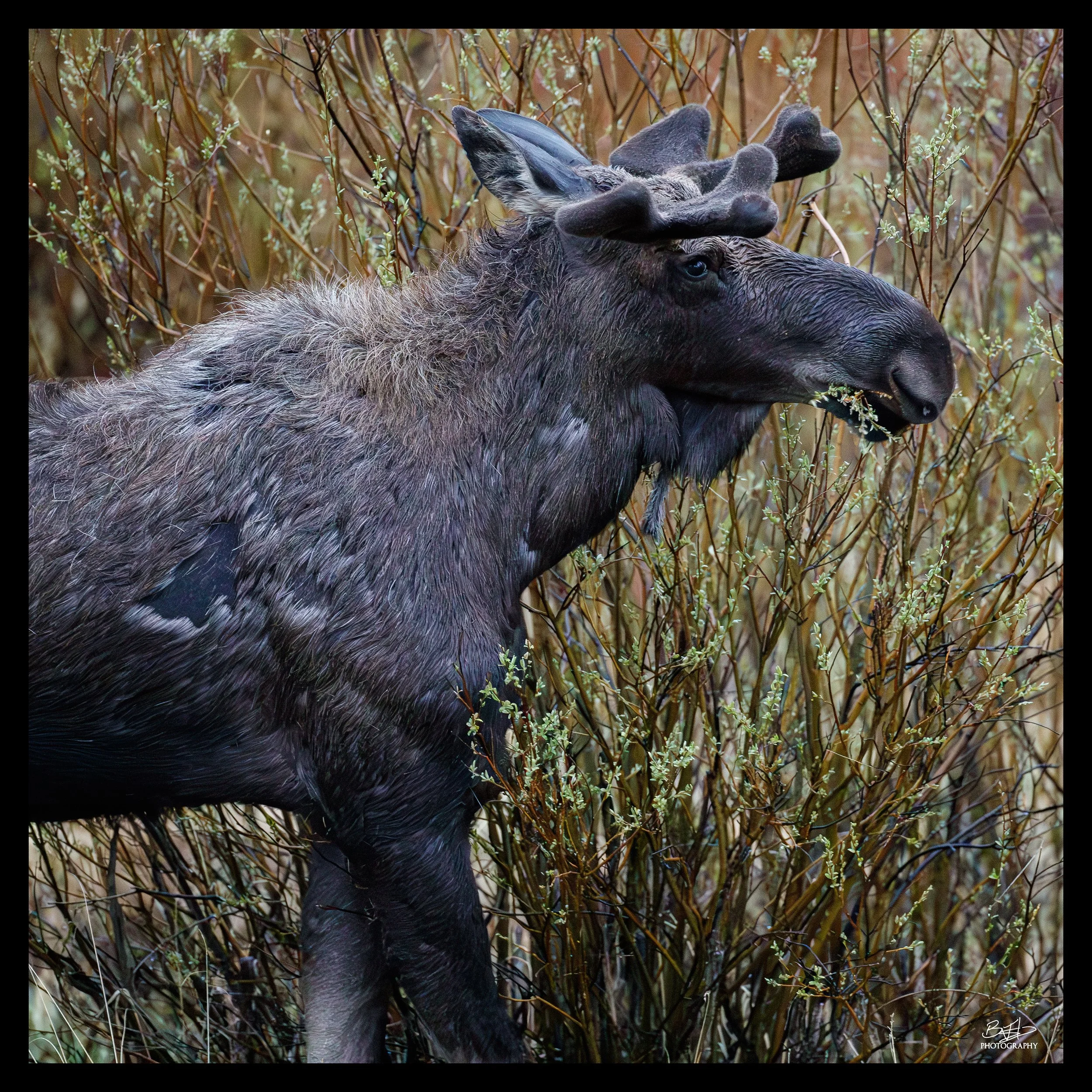 Moose Munch