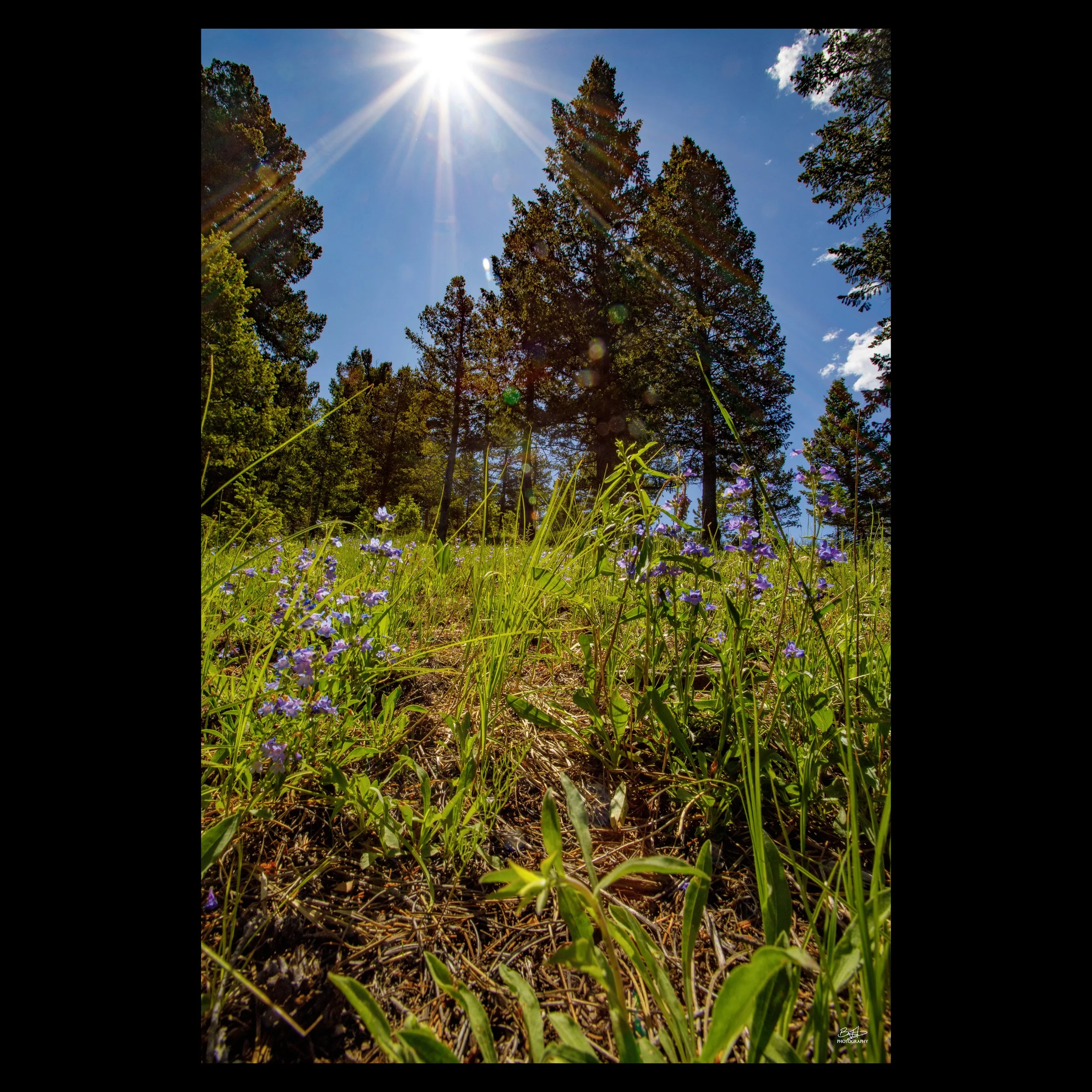 Walker Wildflower Sunburst
