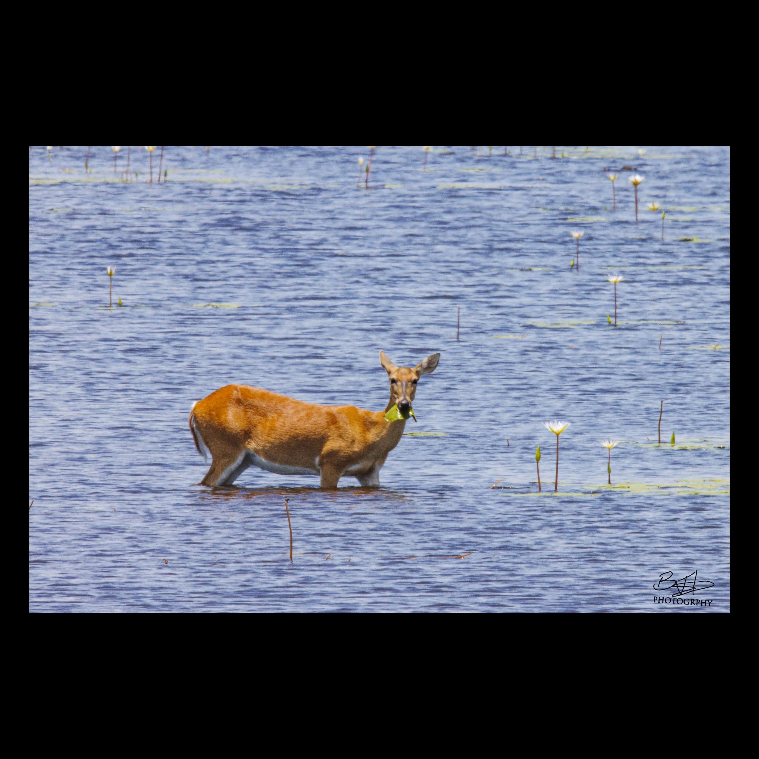 Deer in Aransas National Wildlife Refuge