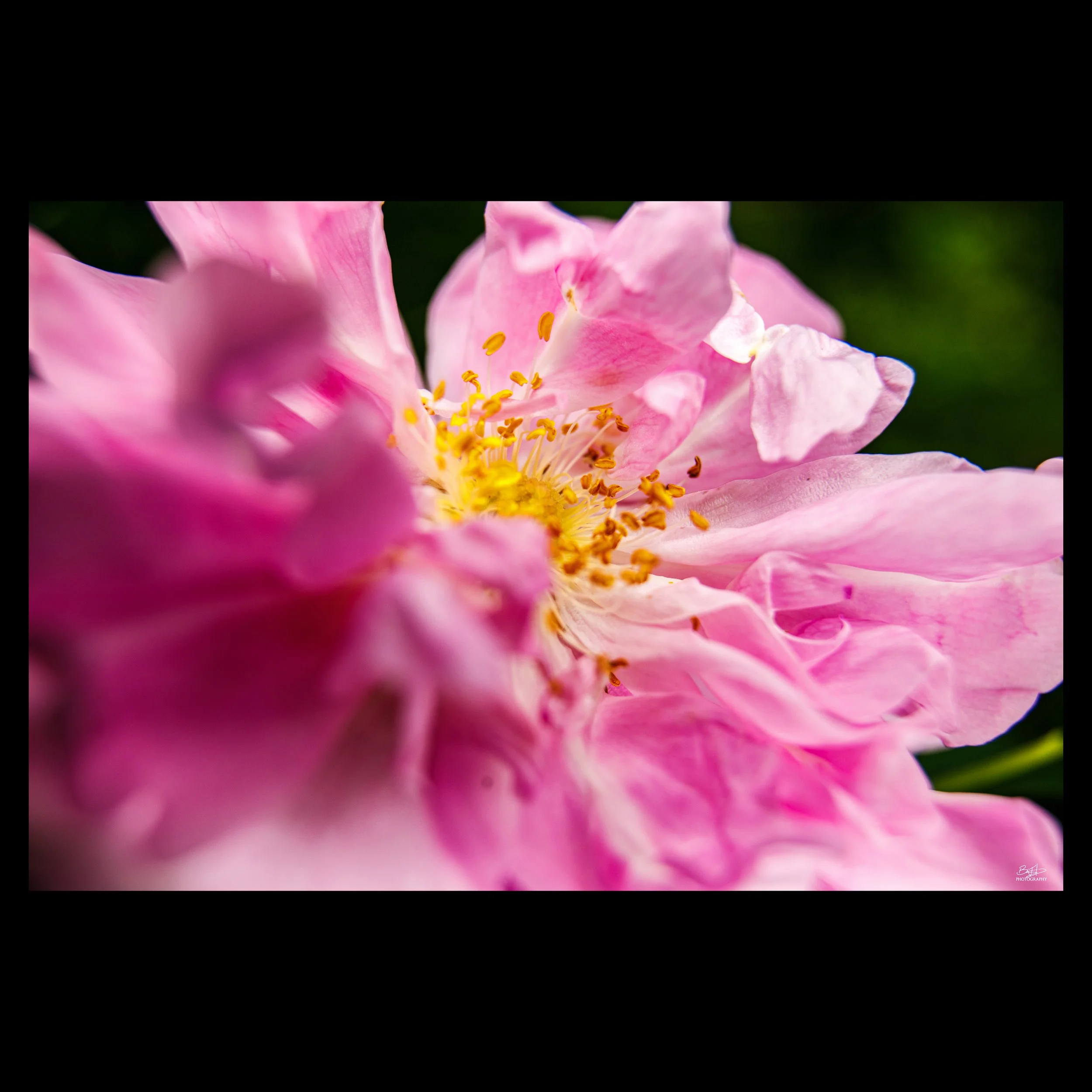 Pink Peony